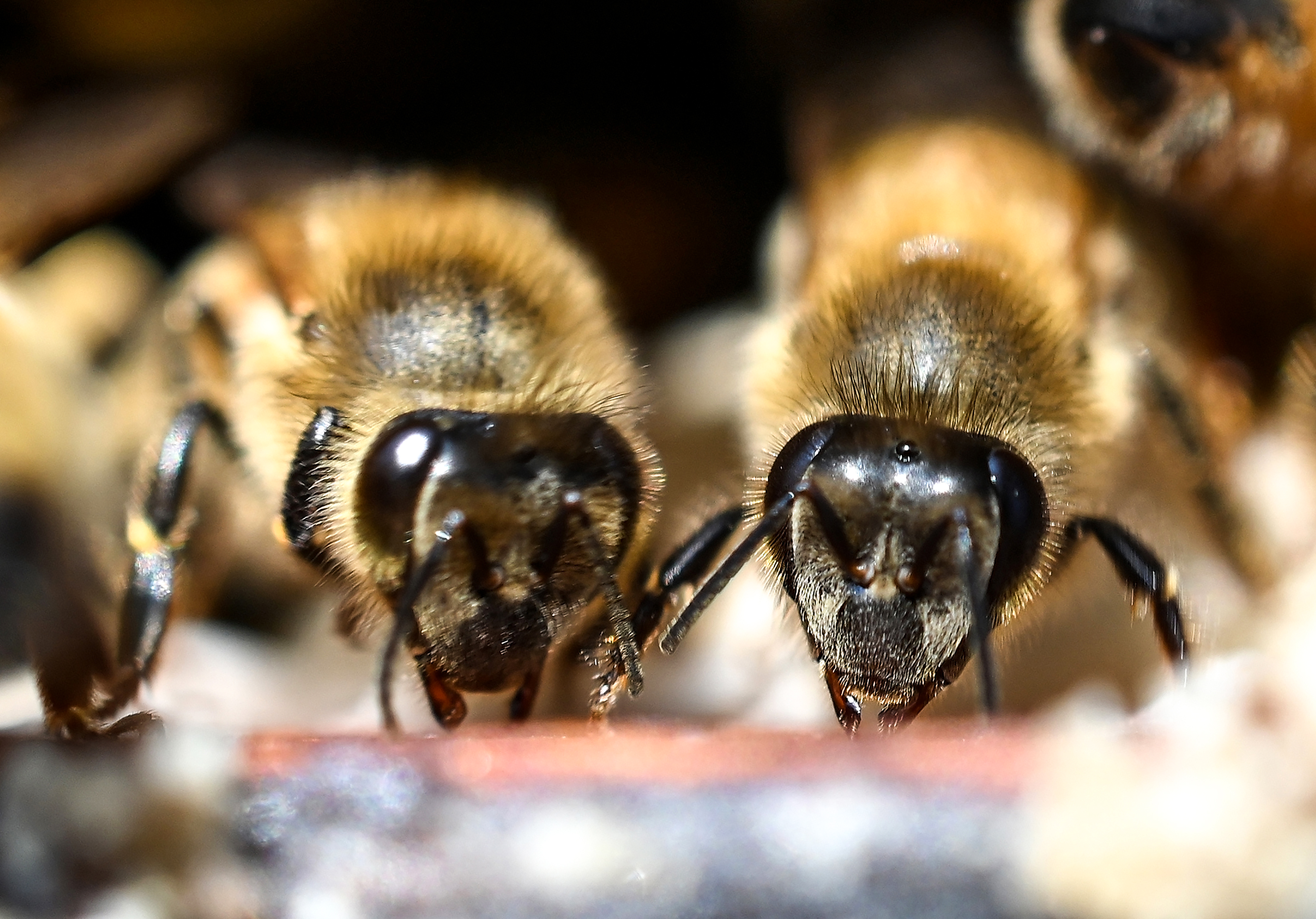 A méhek a mélytanulás módszerével oldják meg a bonyolultabb feladatokat