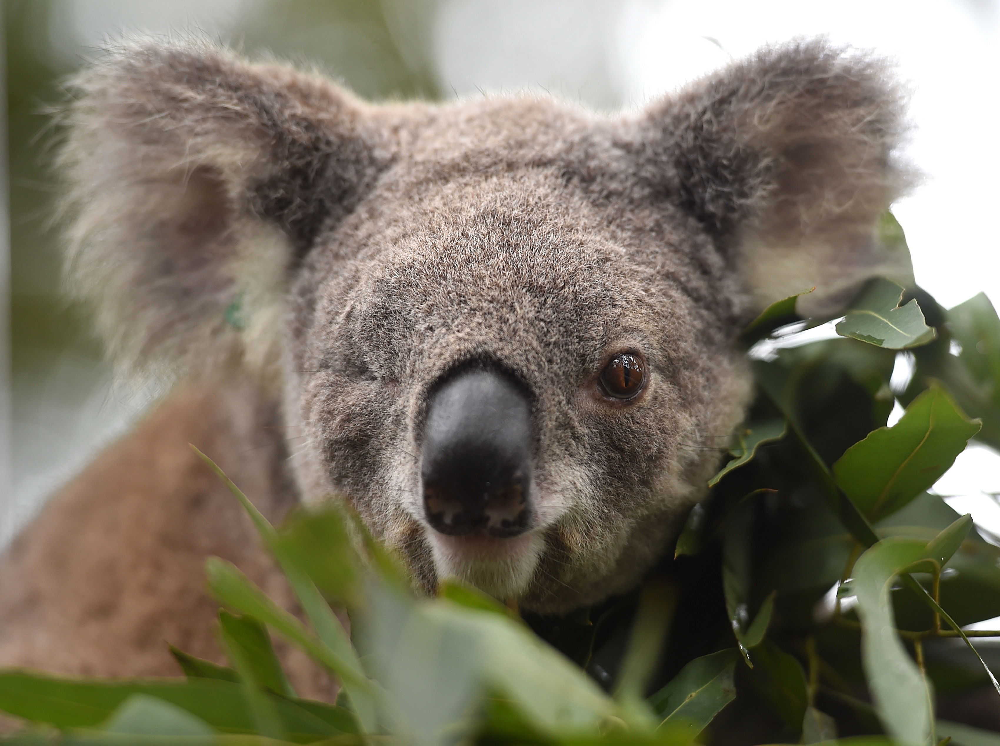 A koalák egyelőre nem pusztulnak ki, de tény, hogy bajban vannak