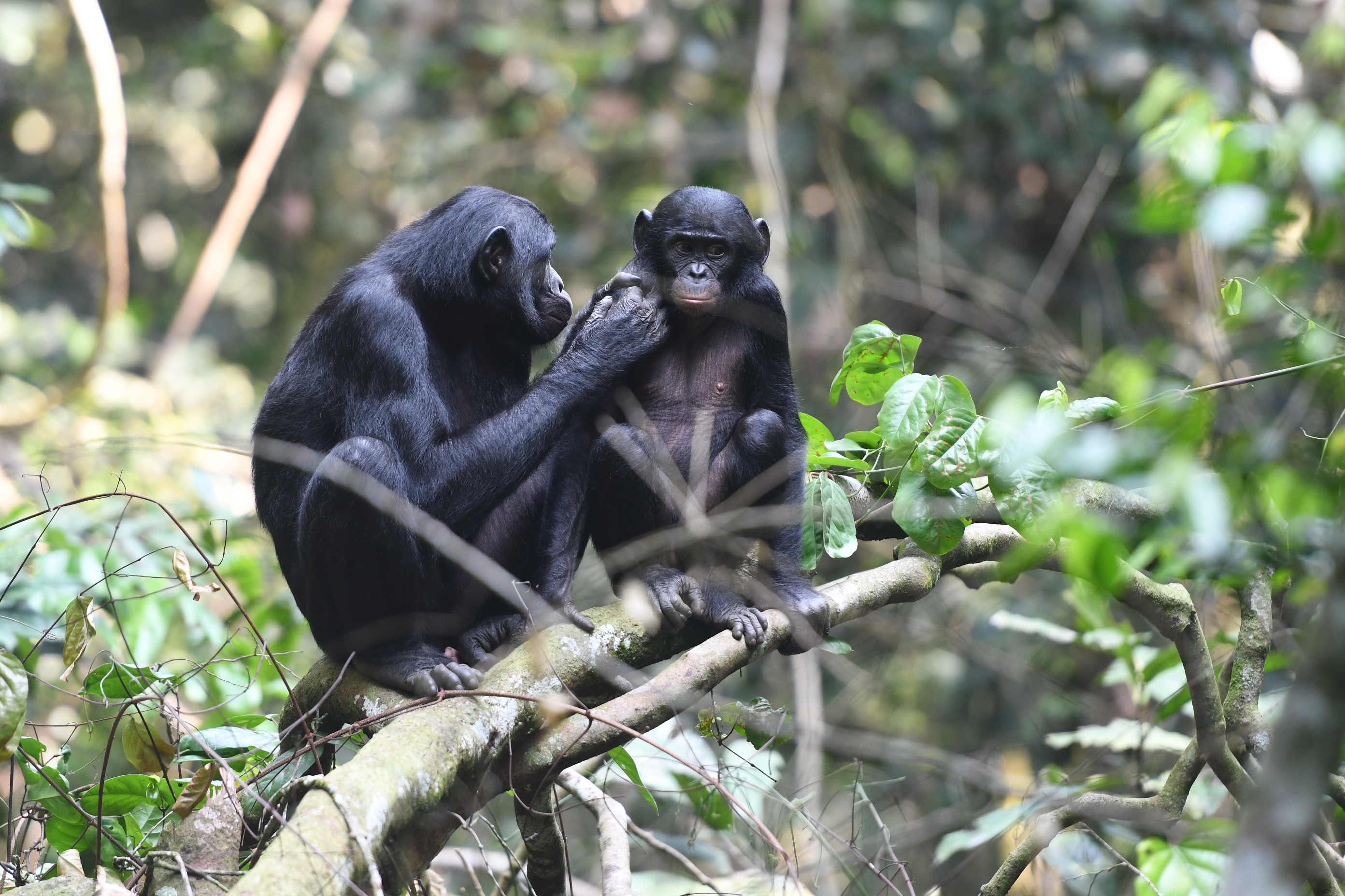 Kiderült, hogy a bonobó-mamák segítenek becsajozni a bonobó-fiúknak, és még a szexet is felügyelik