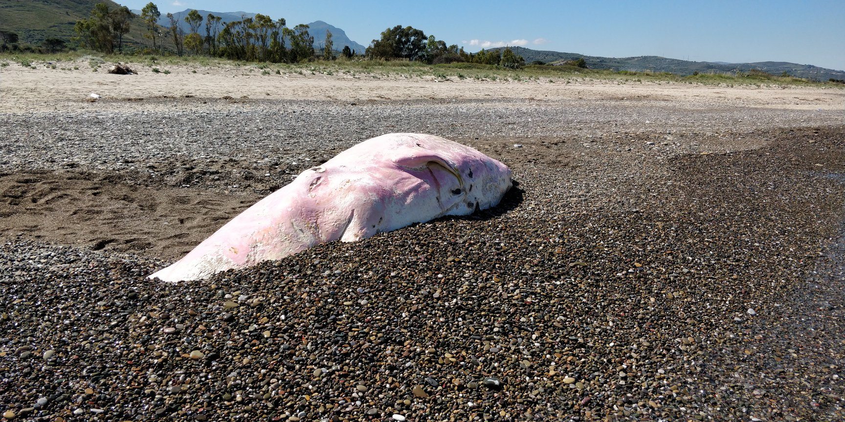 Műanyagszeméttel teli ámbráscetet sodort partra a víz Szicíliánál