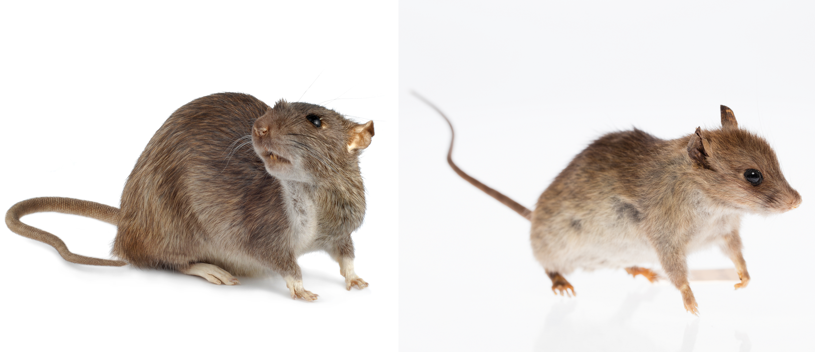 A két legelterjedtebb faj: a vándorpatkány (Rattus norvegicus) és a házi patkány (Rattus rattus)