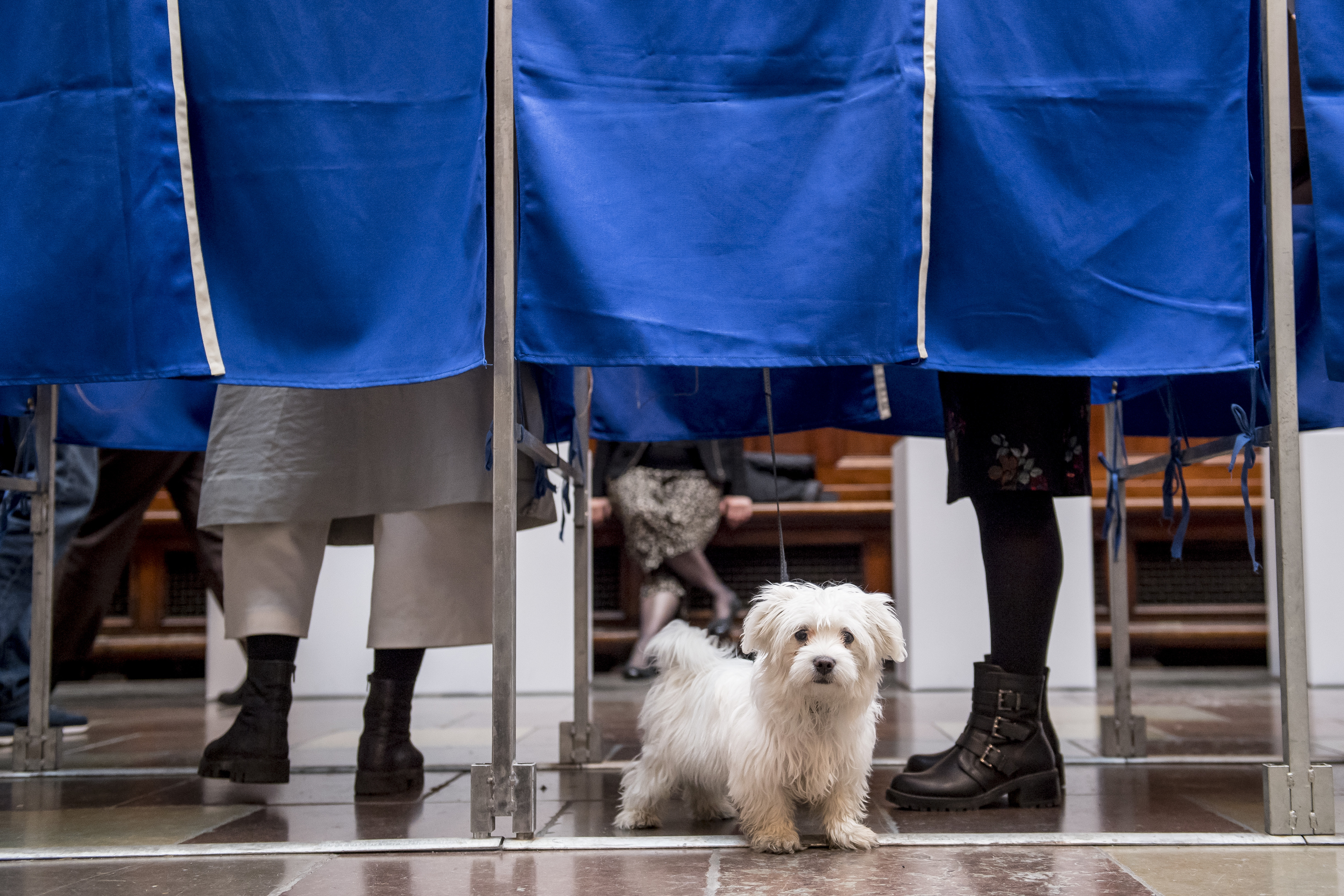 Jól szerepeltek a kutyák az EP-választáson
