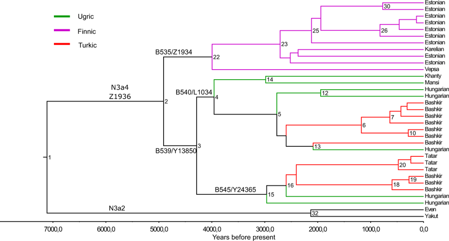 Az apai genetikai családfa az Y-kromoszóma alapján
