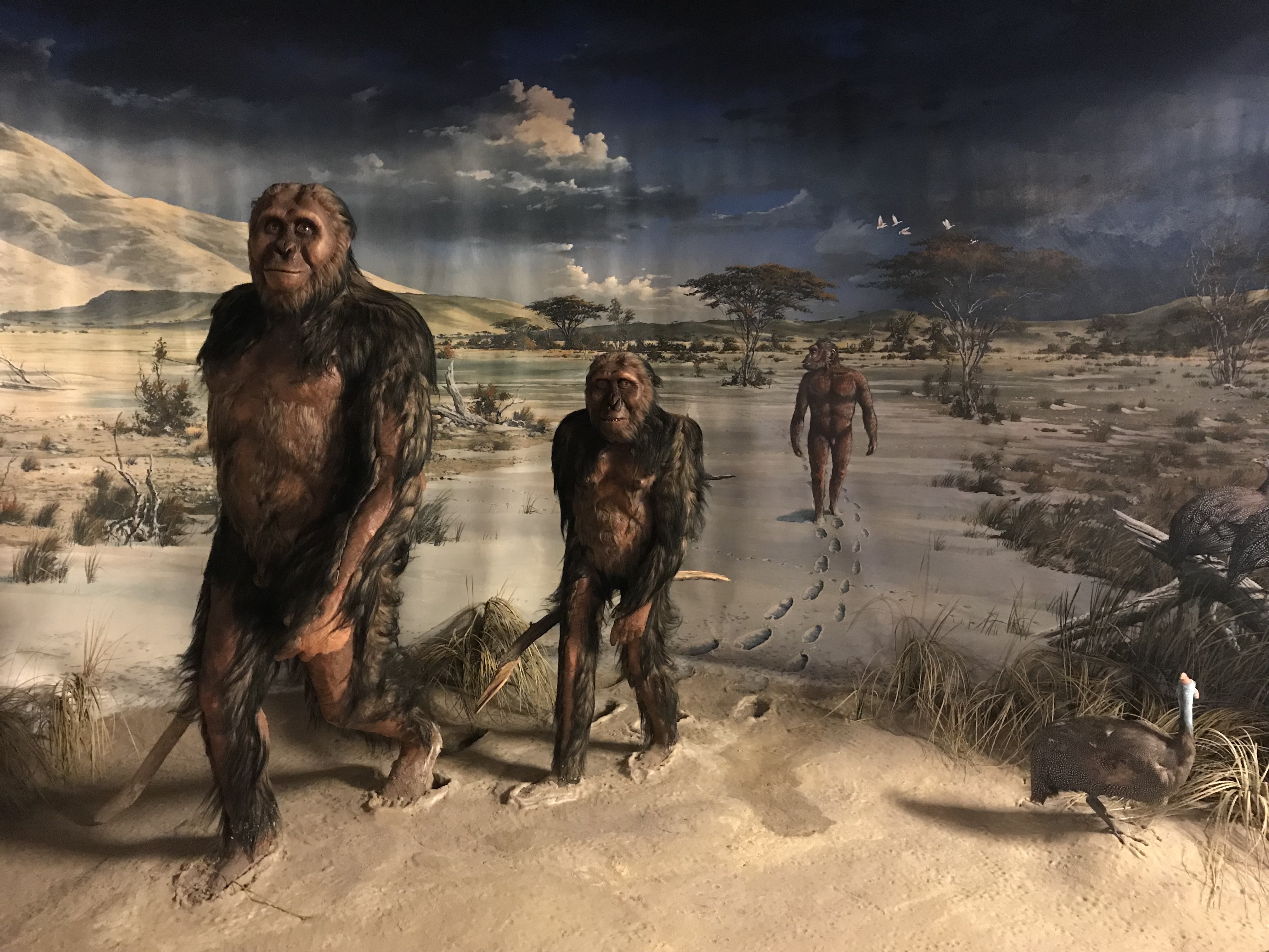 Fantáziakép az Australopithecus afarensis mindennapjaiból