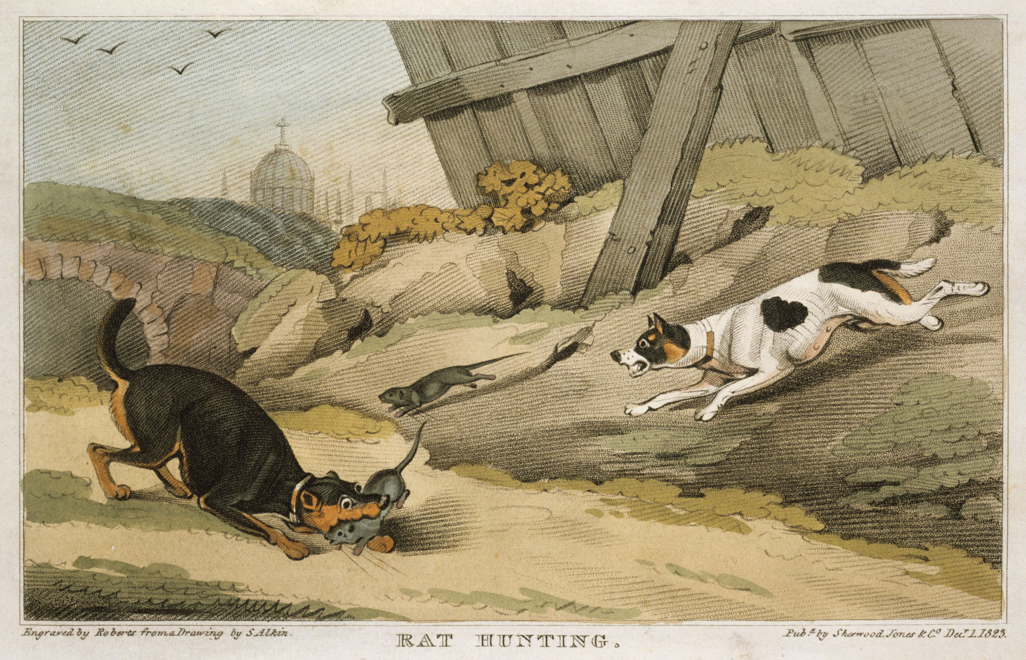 Patkányfogásra kiképzett terrierek Londonban egy 1823-as rajzon