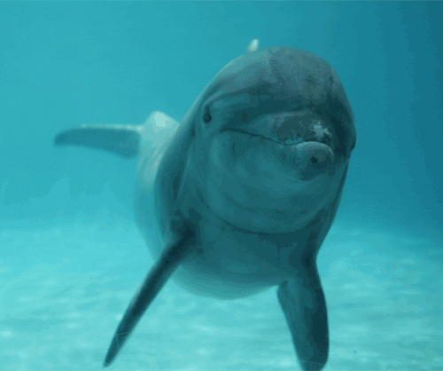 Harapós delfin tartja rettegésben a japán strandolókat