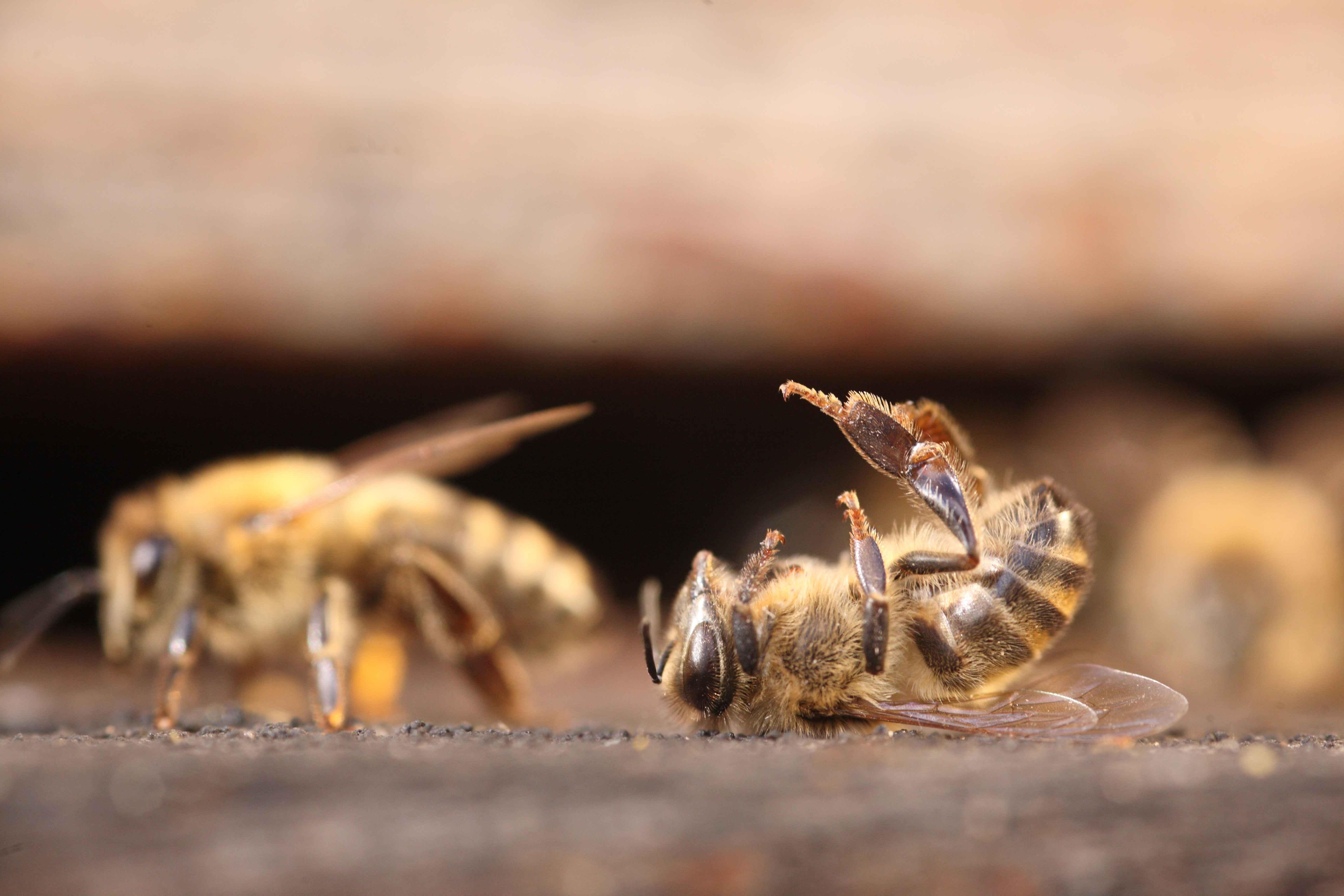 11 méhfajt is veszélybe sodortak az ausztrál bozóttüzek