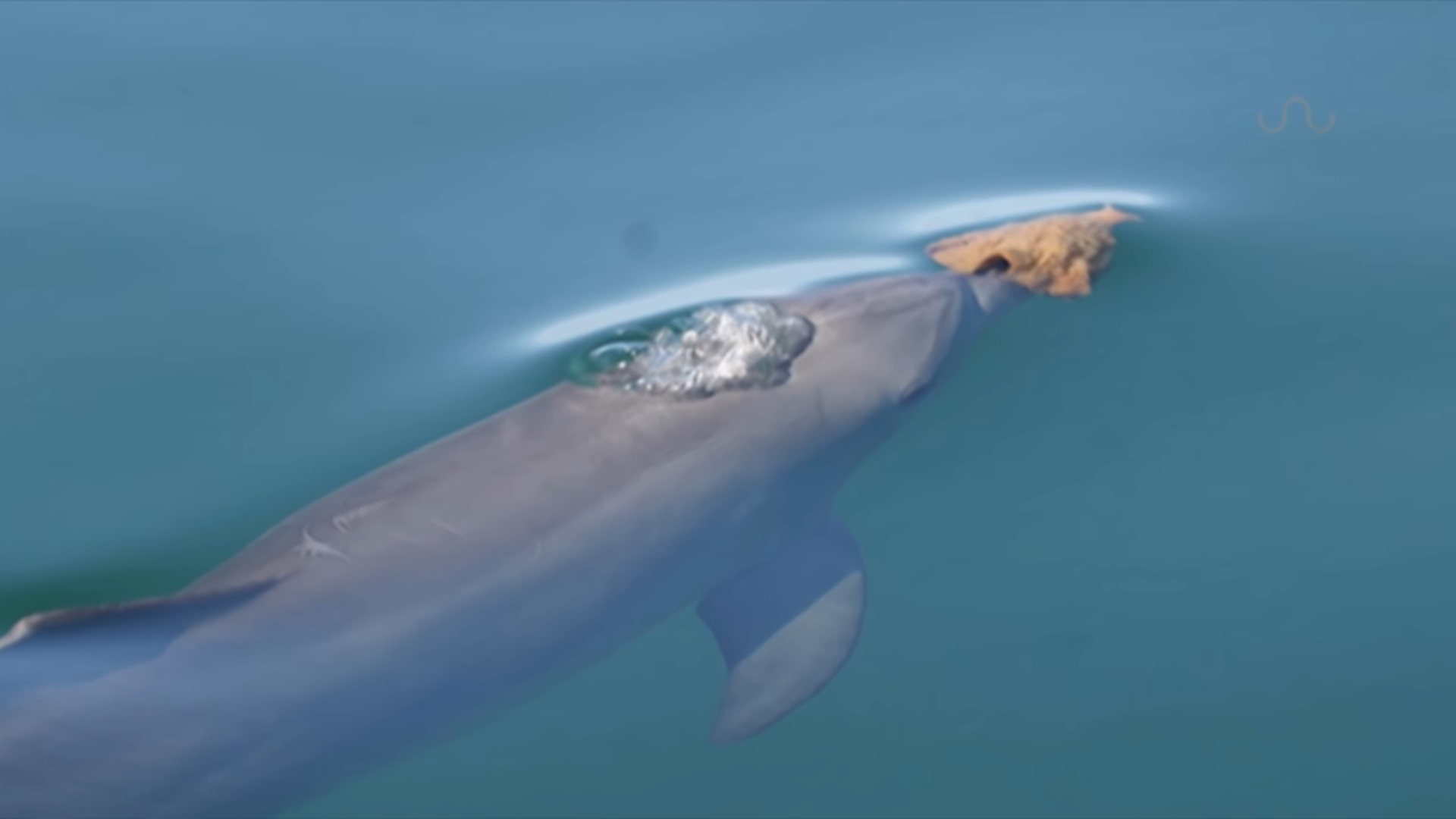 Közös érdeklődés alapján barátkoznak a hím delfinek, majdnem, mint a férfiak