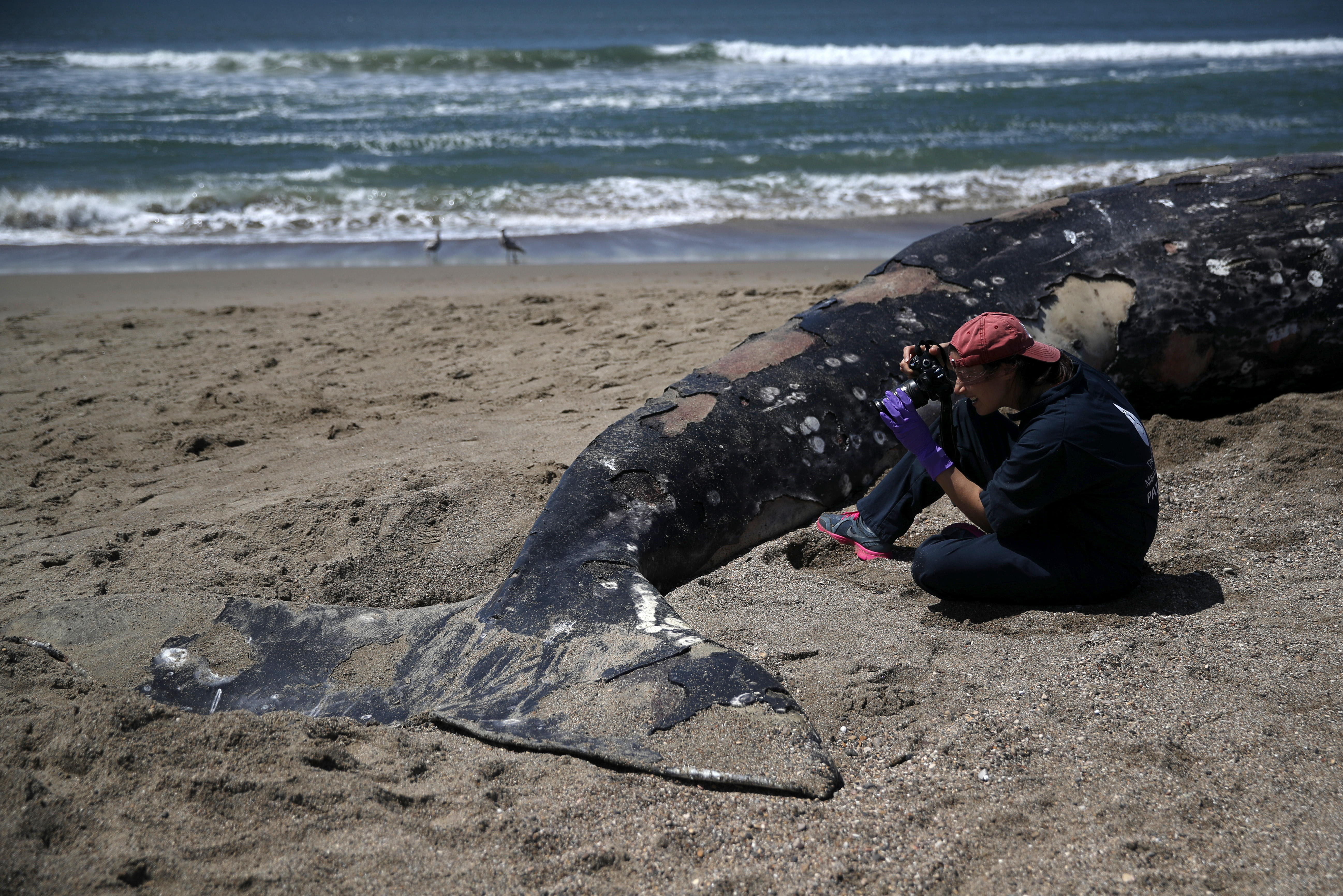 Annyira sok szürke bálna tetemét mosta partra a víz Washingtonban, hogy a hatóságok nem tudnak mit kezdeni a helyzettel