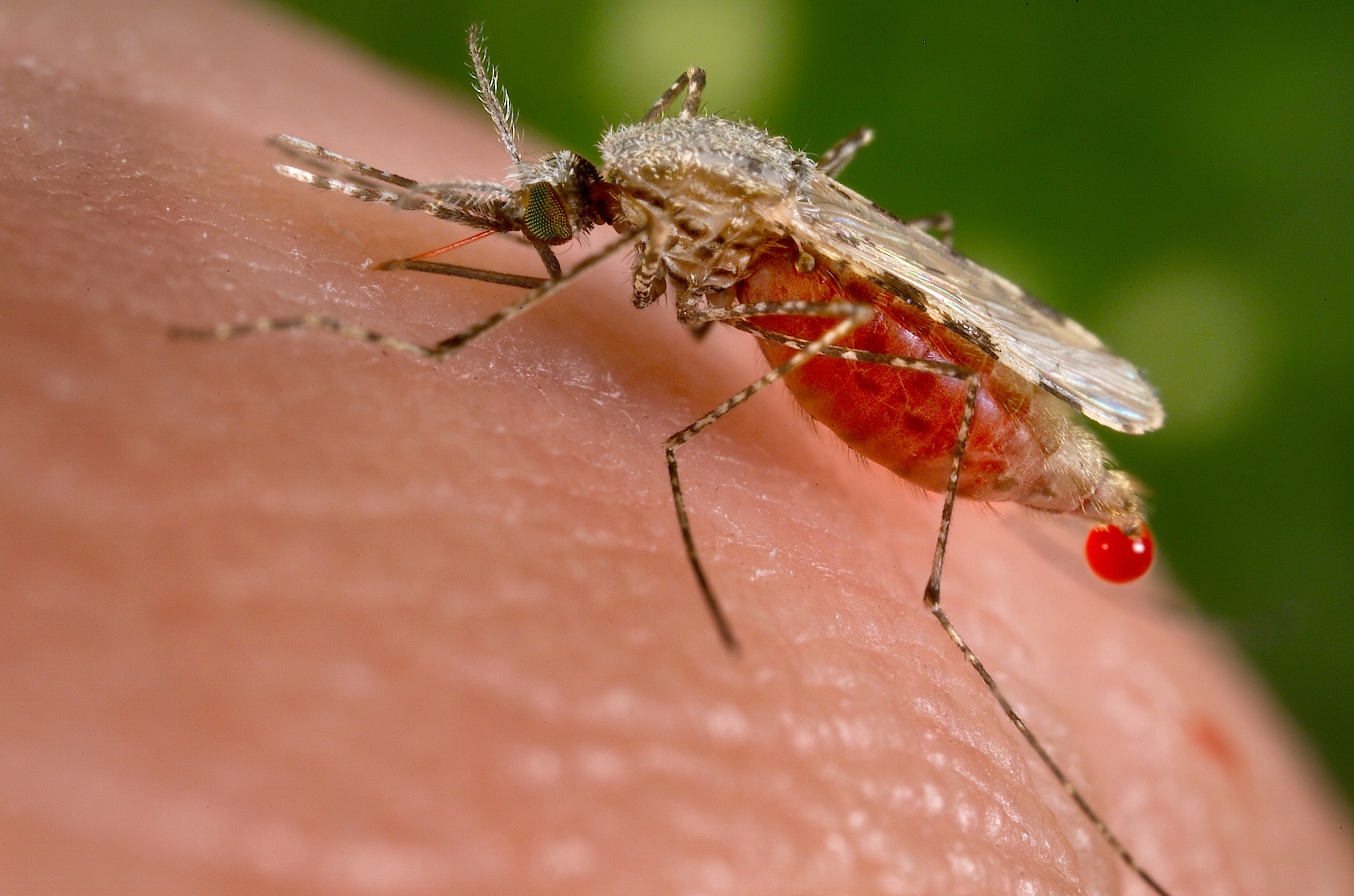 Maláriaszúnyog akcióban