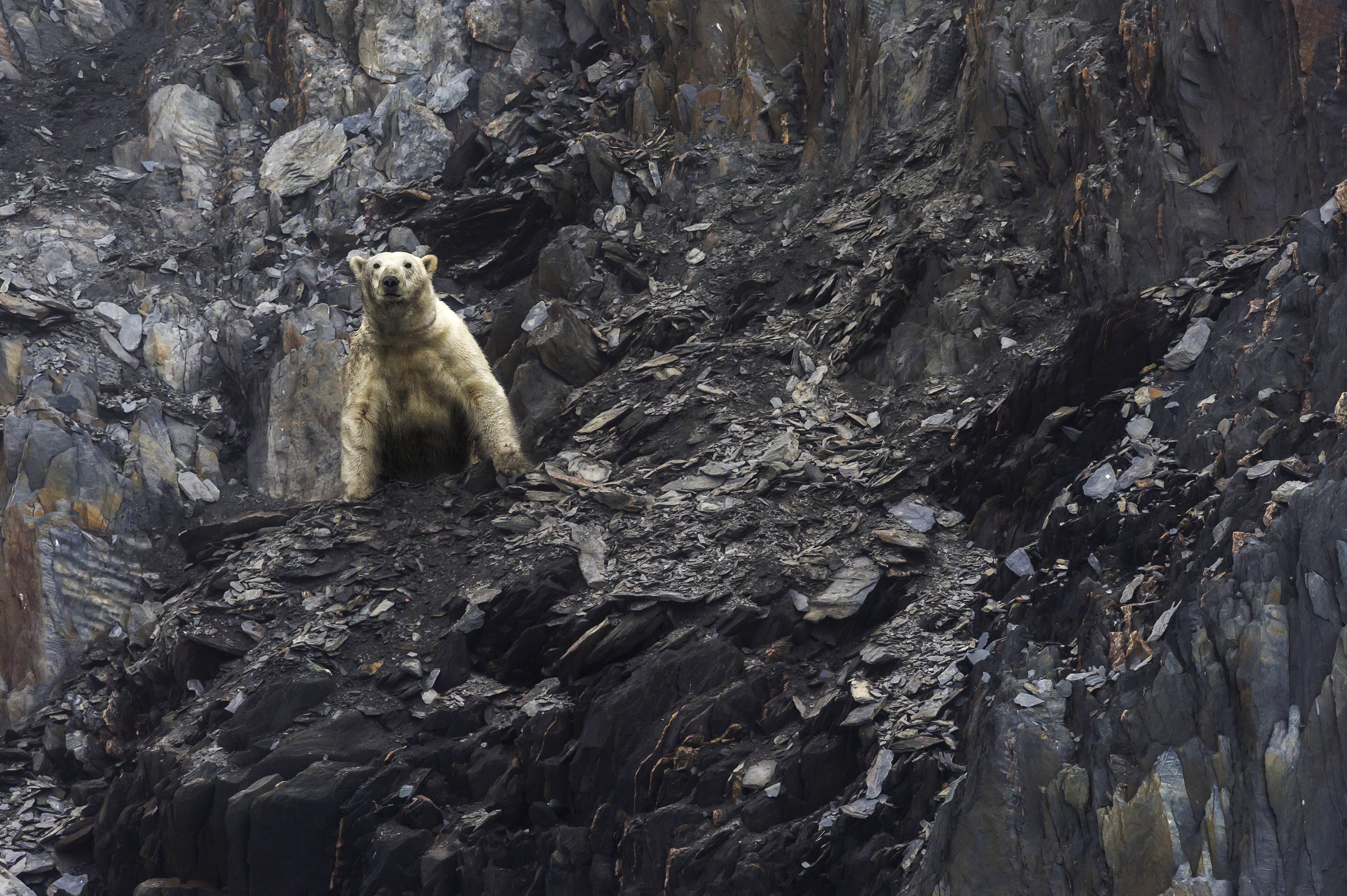 Teljesen kimerült a jegesmedve, ami 800 kilométert tett meg Oroszországban, hogy élelmet találjon