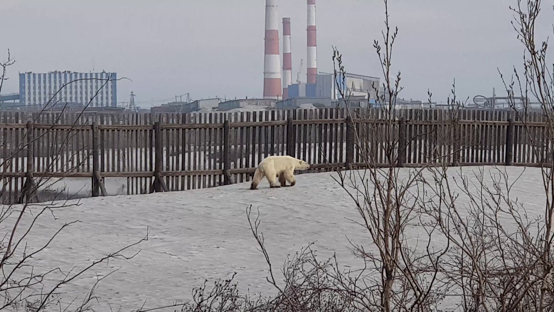 Kiéhezett jegesmedve érkezett Norilszkba, több száz kilométerre az élőhelyétől