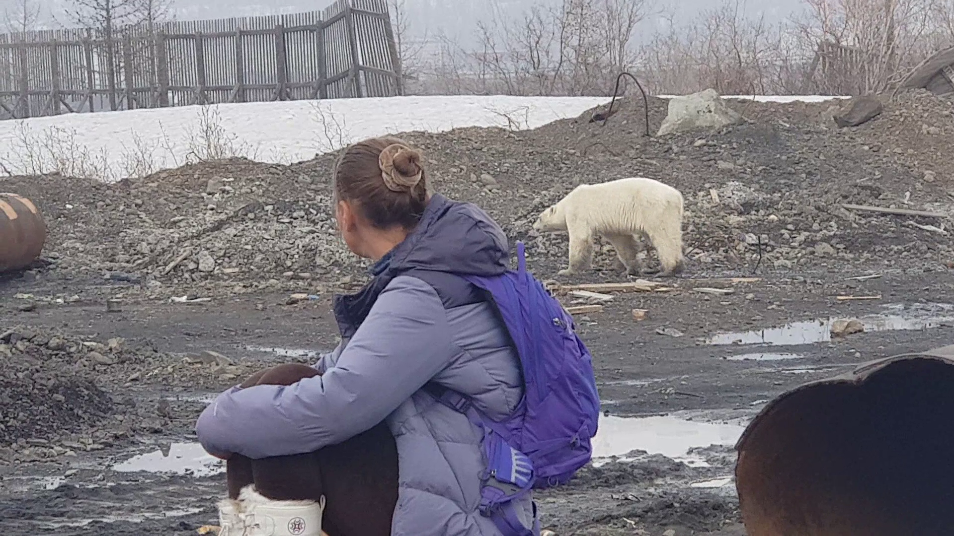Mégsem az éhség űzhette délre, hanem fogságból szökhetett meg a norilszki jegesmedve