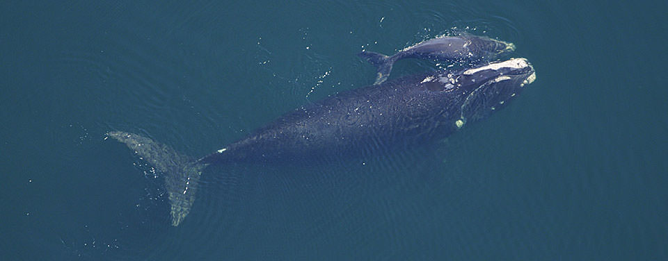 A bálnák is elemi részei a globális szén-dioxid-körforgásnak