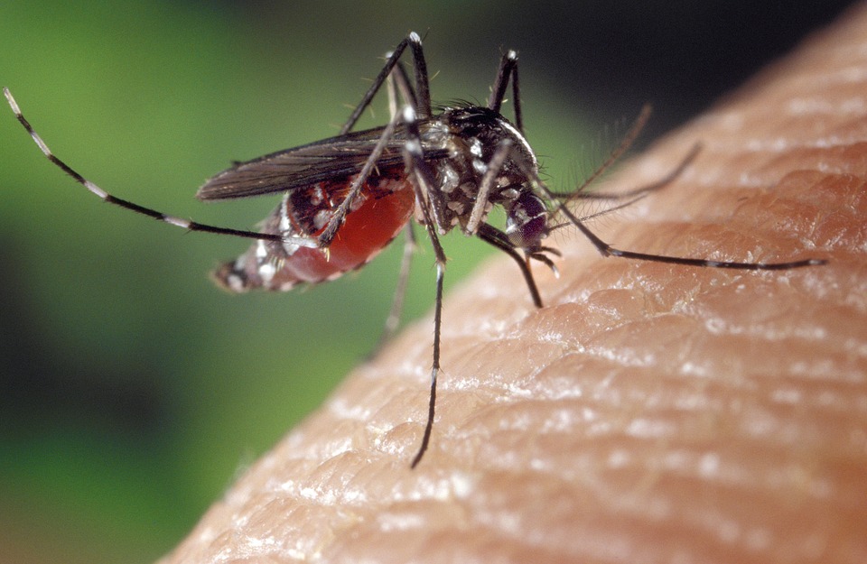 Elpusztult rovarok videója terjed, sokan a szúnyogirtást okolják
