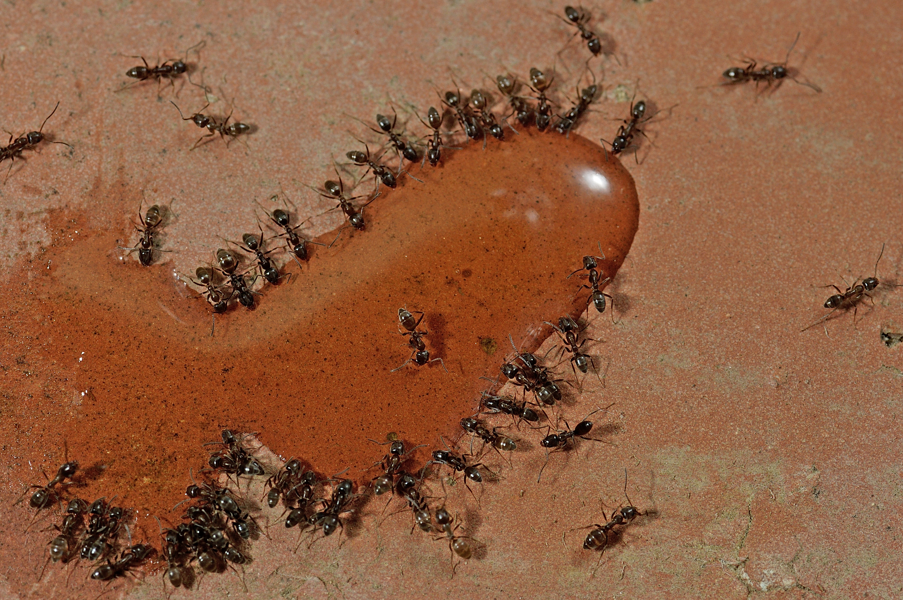 Argentin hangyák gyűlnek a cukros lére egy mediterrán teraszon