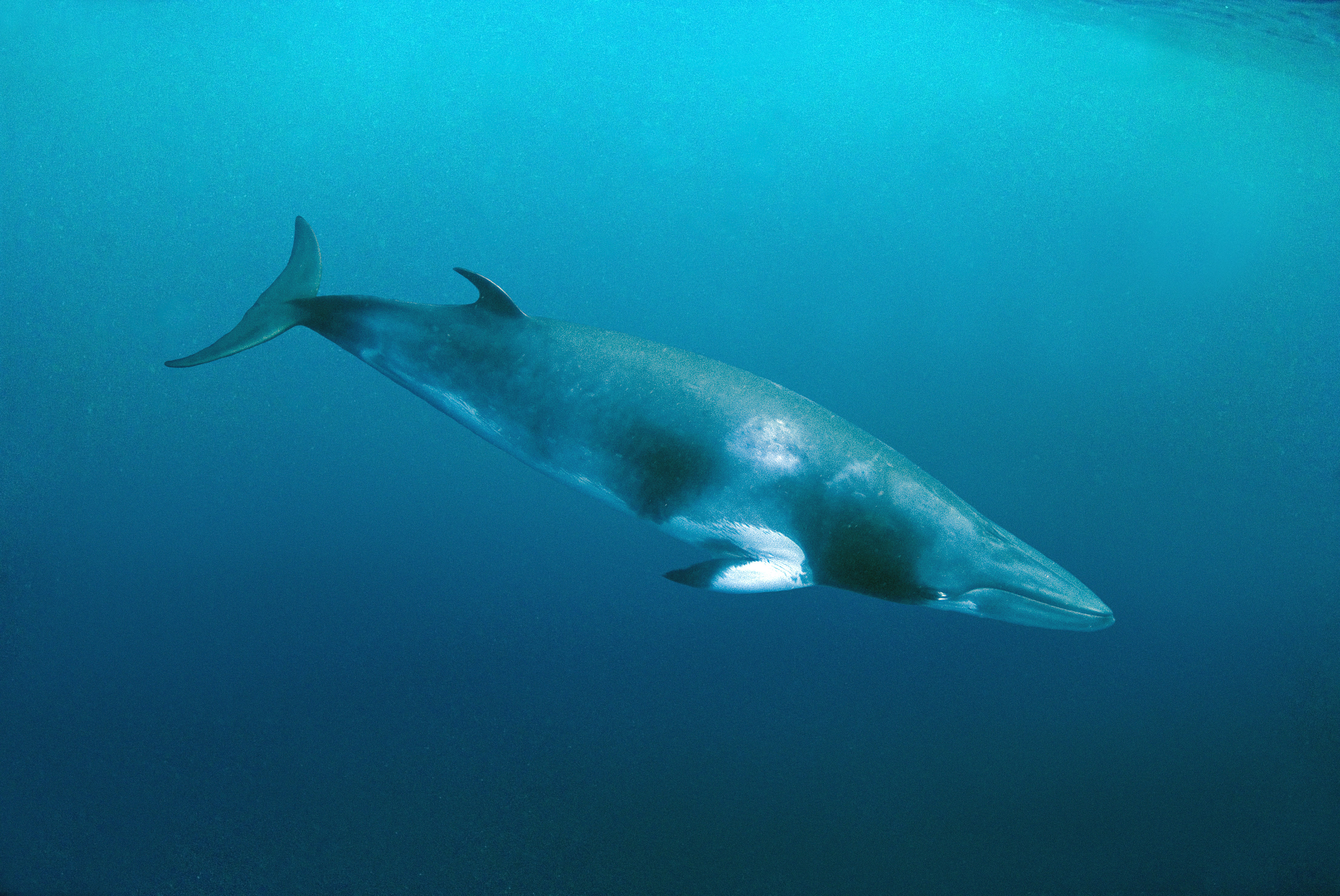 17 év után először nem vadásznak bálnára idén nyáron Izlandon