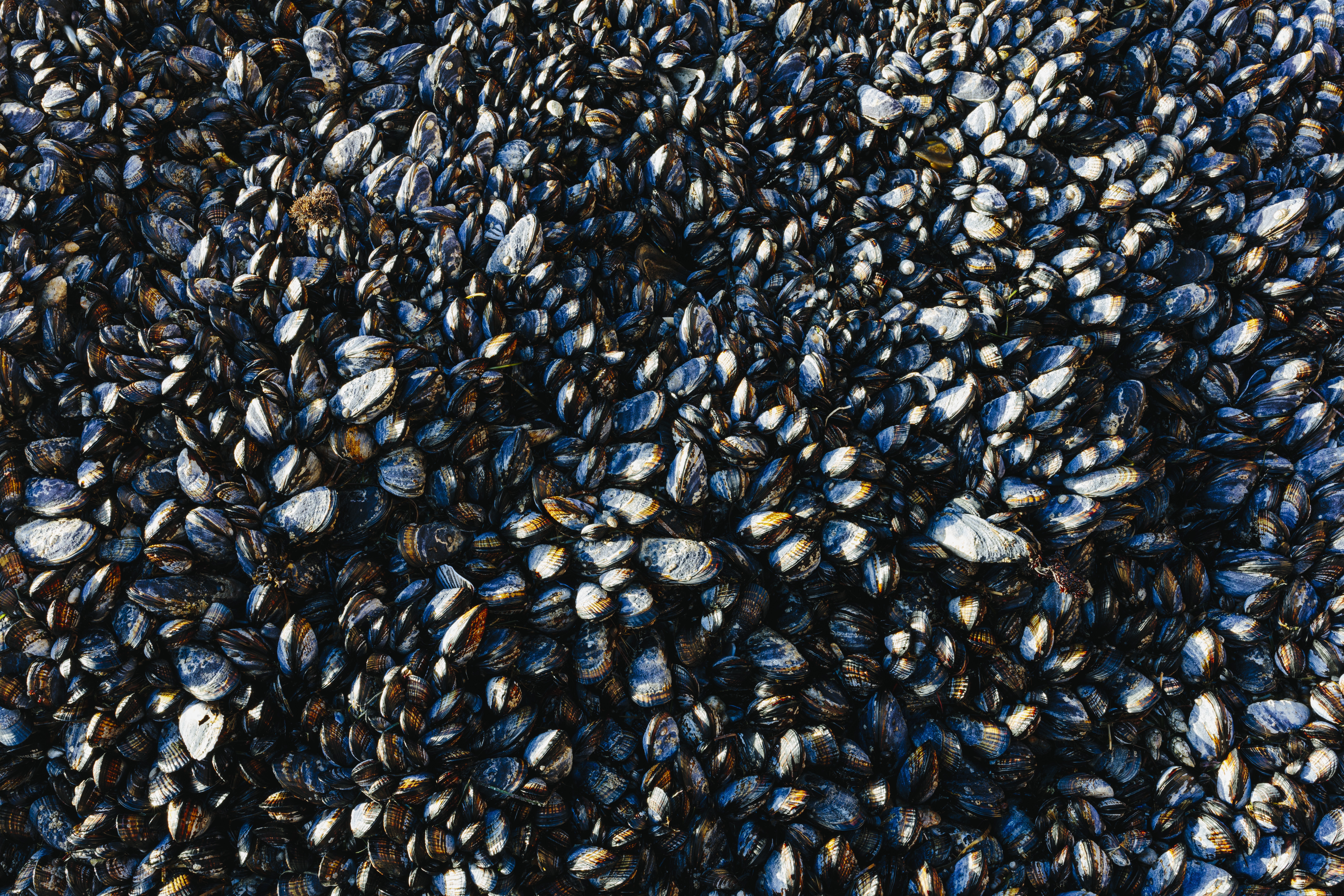 Héjukban főzi meg a kagylókat a hőhullám Kalifornia partjainál