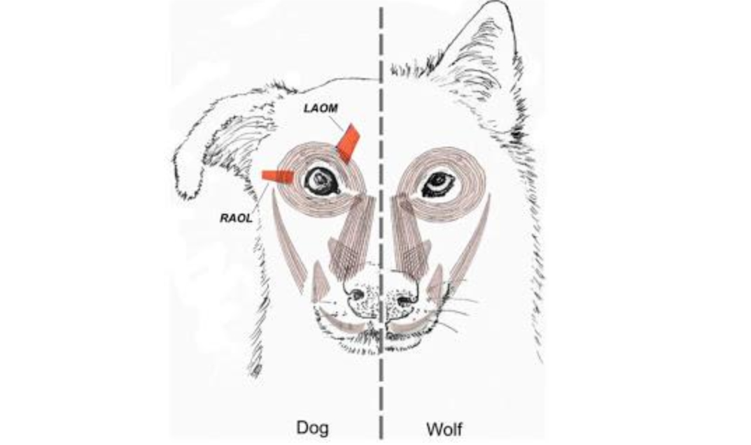 A kutya (balra) és a farkas arcberendezése