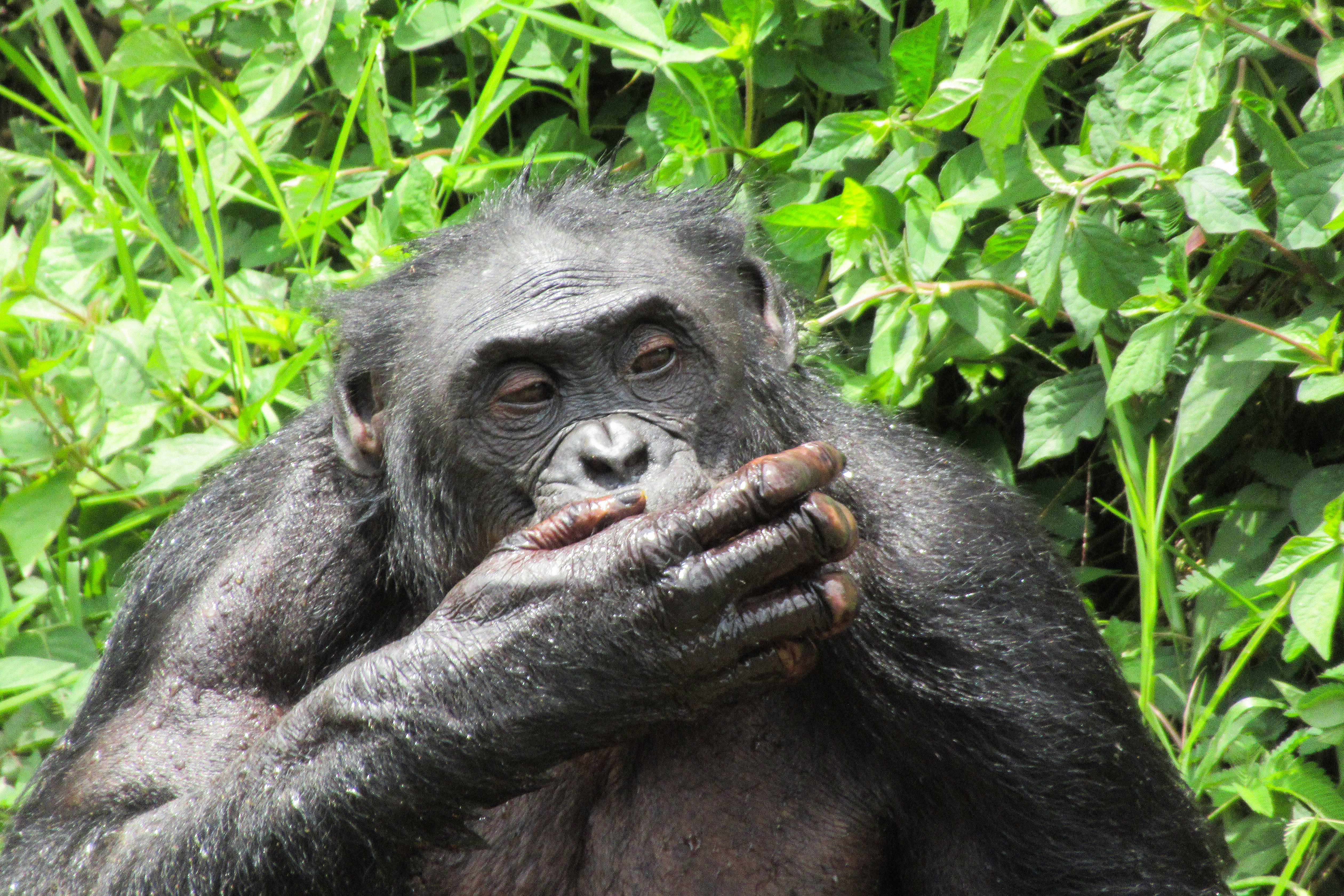 A bonobók jódot esznek, és ez megmagyarázhatja, hogyan fejlődött ki az ember
