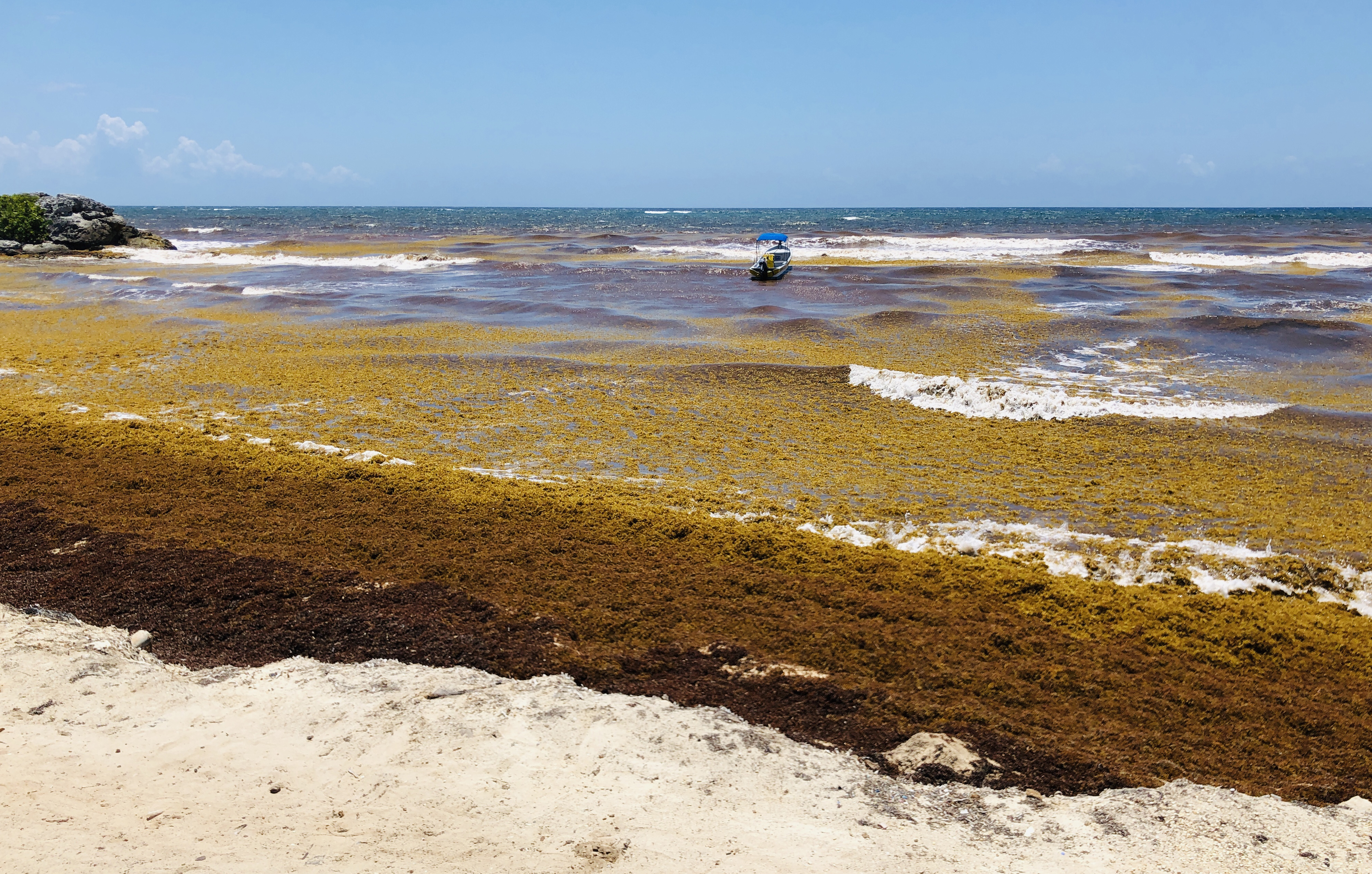8850 kilométeres algaszőnyeg alakult ki egy év alatt az óceánon