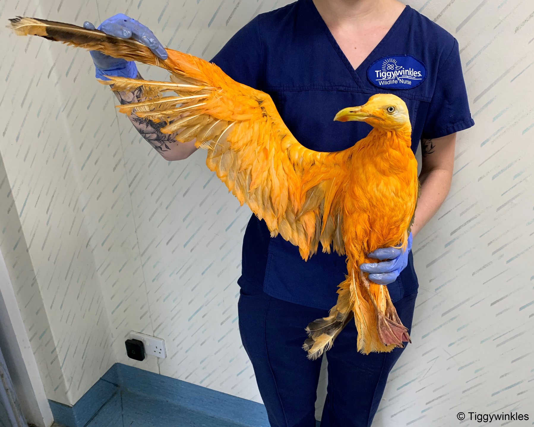 Egzotikus madárnak hitték az állatorvosok, de kiderült, hogy csak currybe esett sirályról van szó