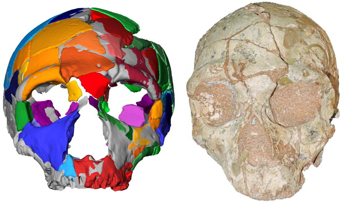 Az Apidima-2-es, neandervölgyiként azonosított koponya.