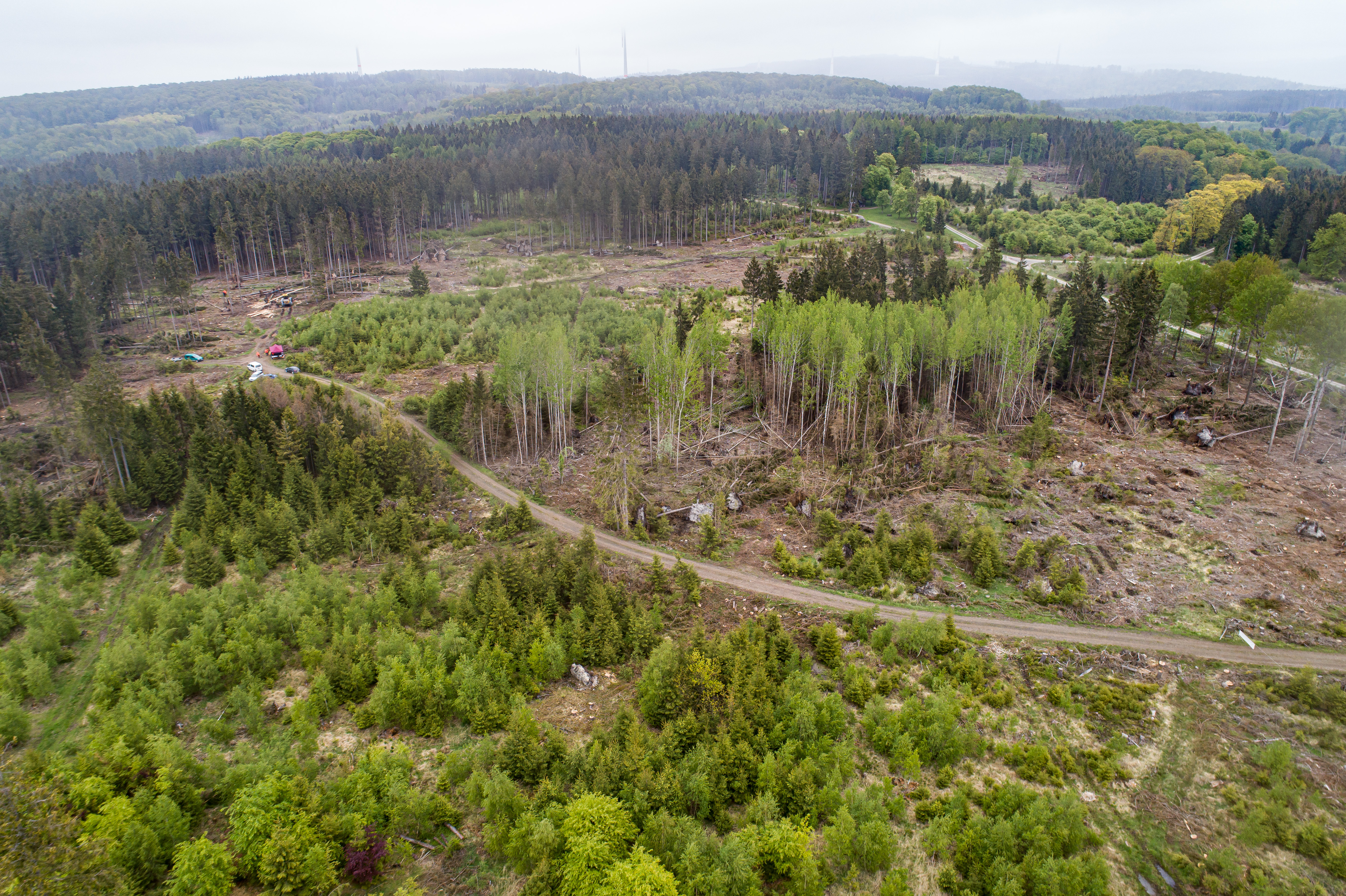 A hesseni Söhrewald erdő kipusztult fái