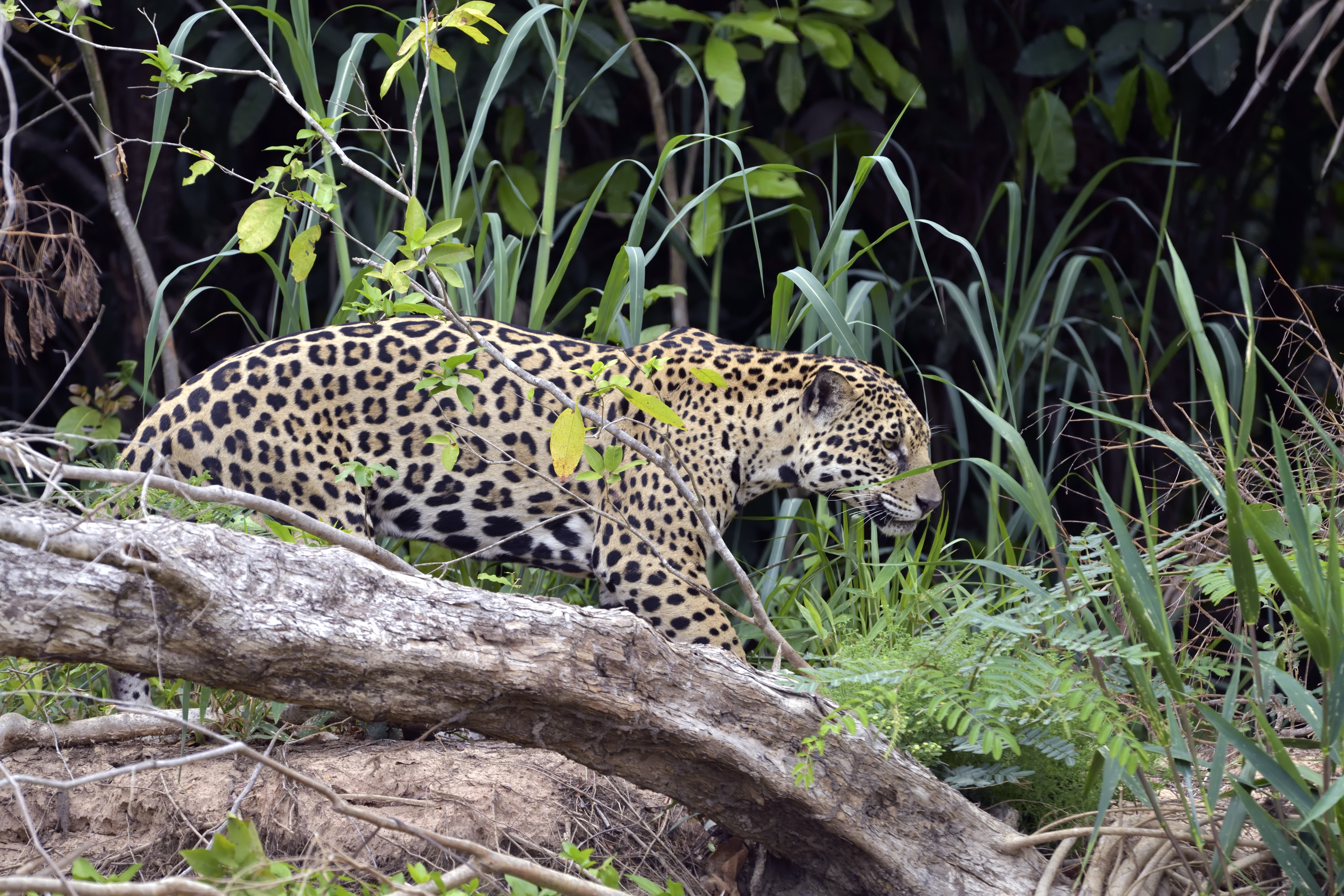 Jogi védelmet szeretnének az argentin jaguároknak