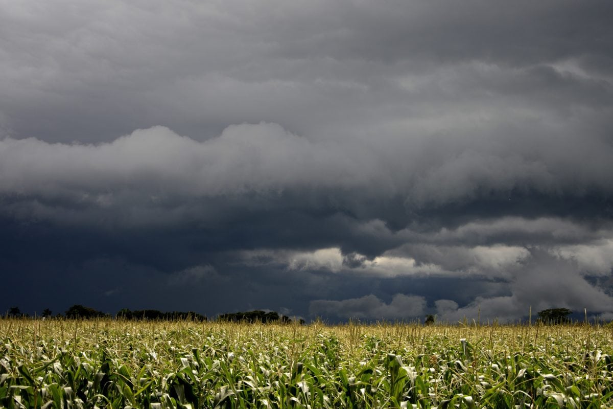 Megváltozik az időjárás a nagy kukoricaföldek közelében