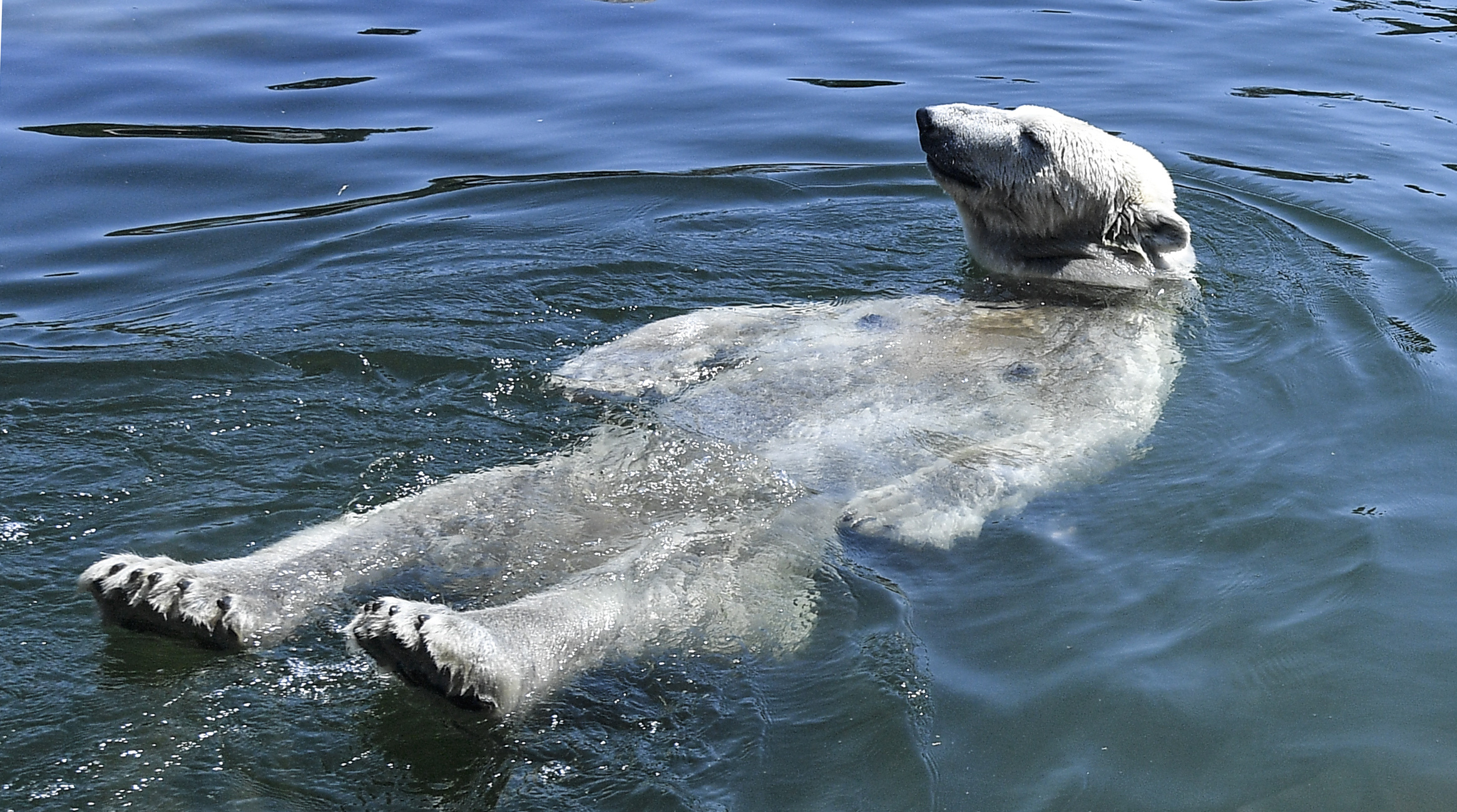 A gelsenkircheni állatkert jegesmedvéje, Nanook is alig akar kiszállni a vízből a 40 fokos hőségben