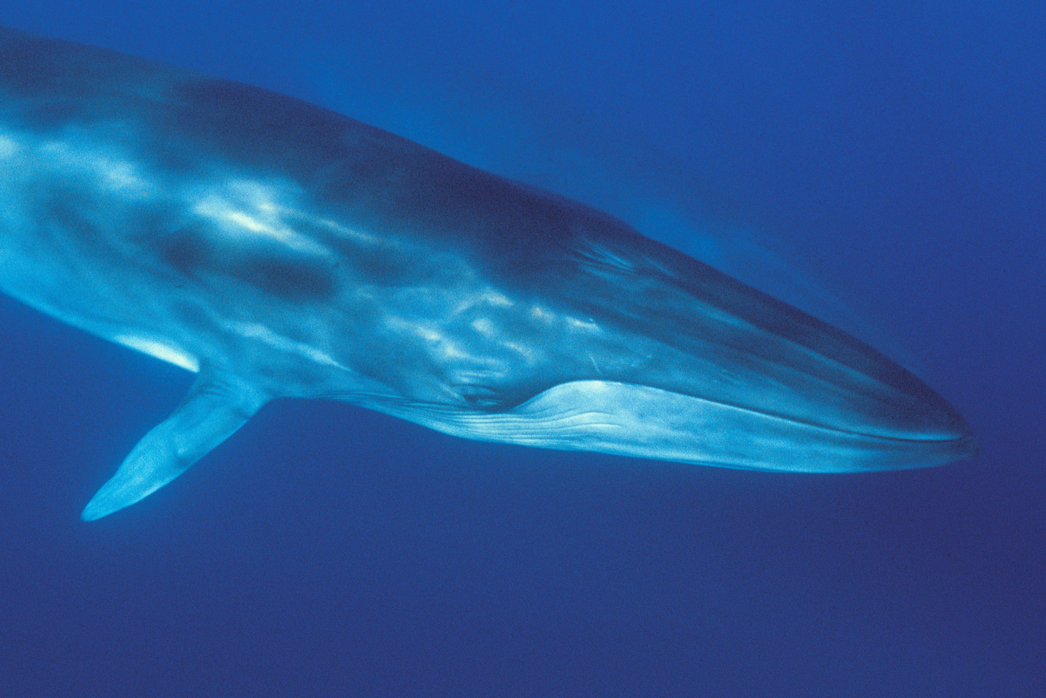 54 ezer forintért adták a bálnahús kilóját Japánban