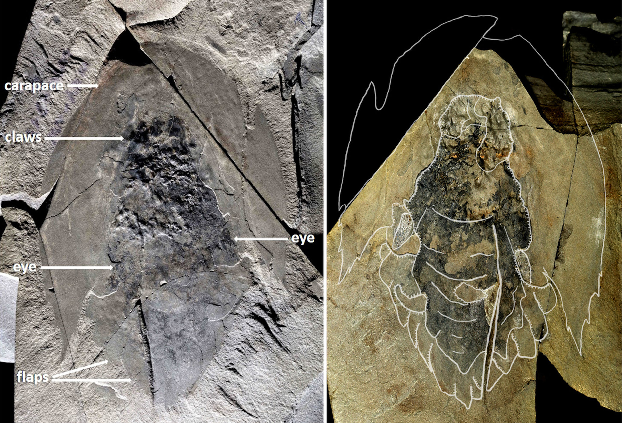Megtalálták a Millennium Falcon fosszíliáit