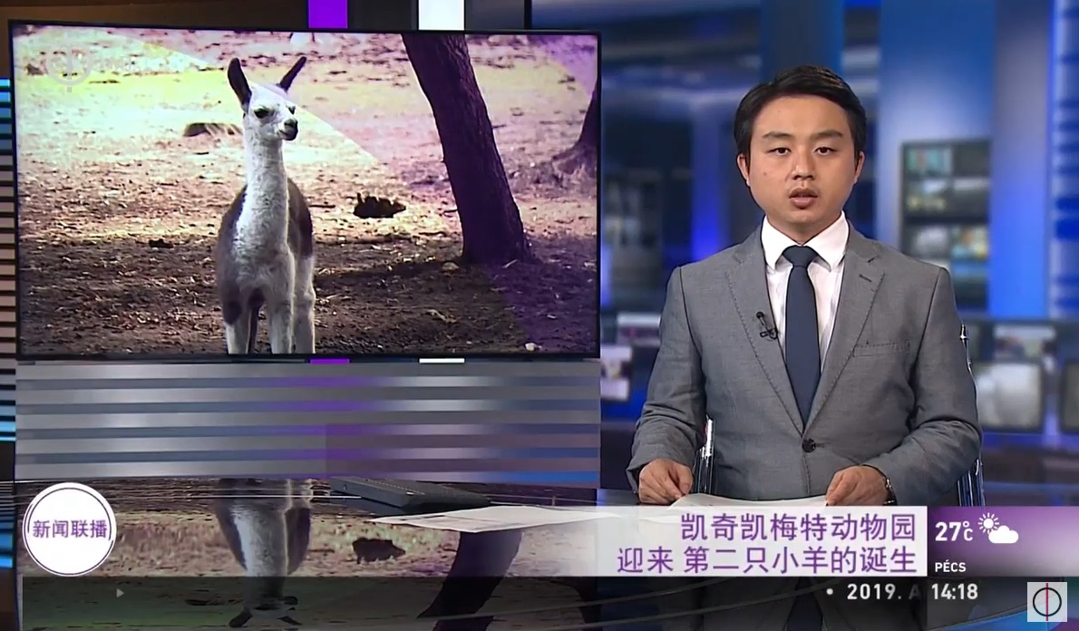 Az M1-en angolul, németül, oroszul és kínaiul is bemondták, hogy láma született a kecskeméti állatkertben