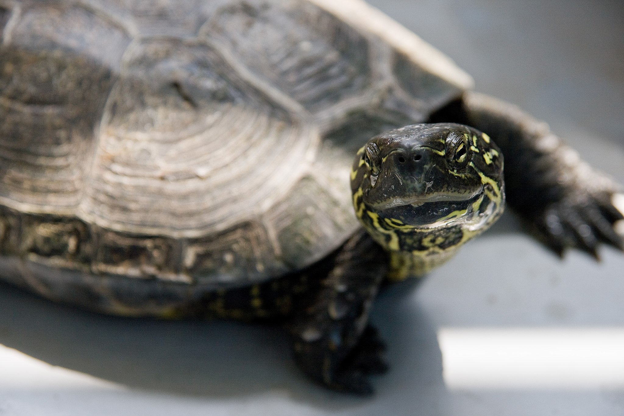 Kínai etológusok: A teknősembriók „döntenek”, hogy nősténnyé vagy hímmé fejlődjenek