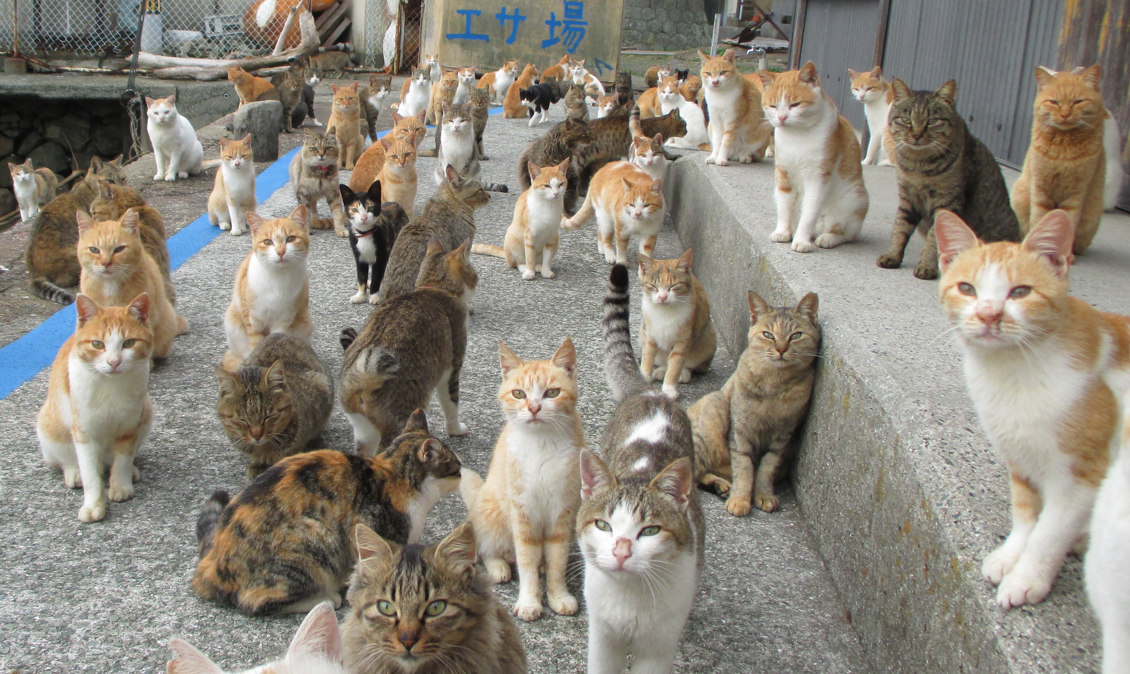 Öt év alatt a harmadára csökkent a japán macskasziget macskapopulációja