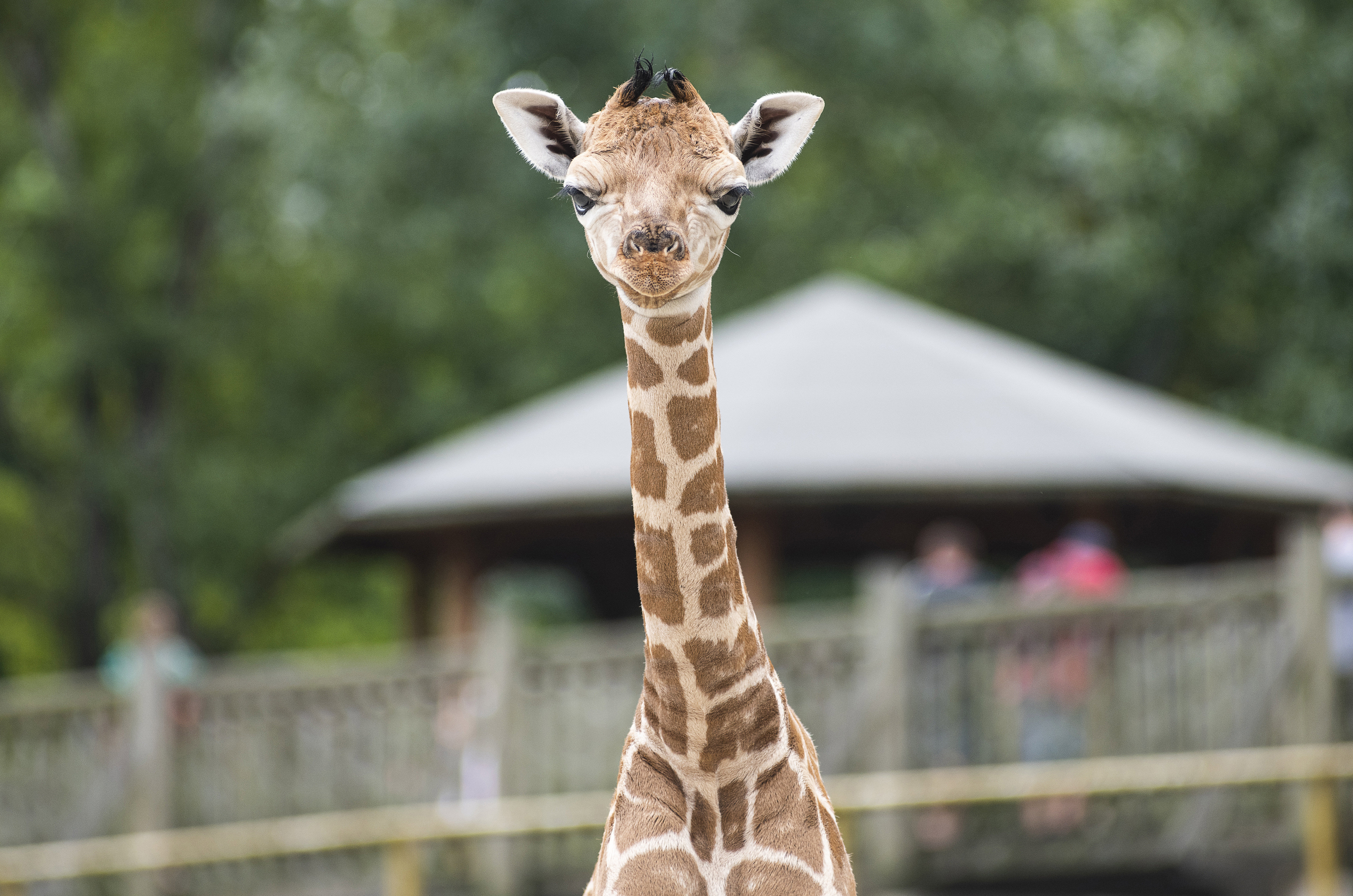 Rejtélyes módon hullanak a zsiráfok a dallasi állatkertben