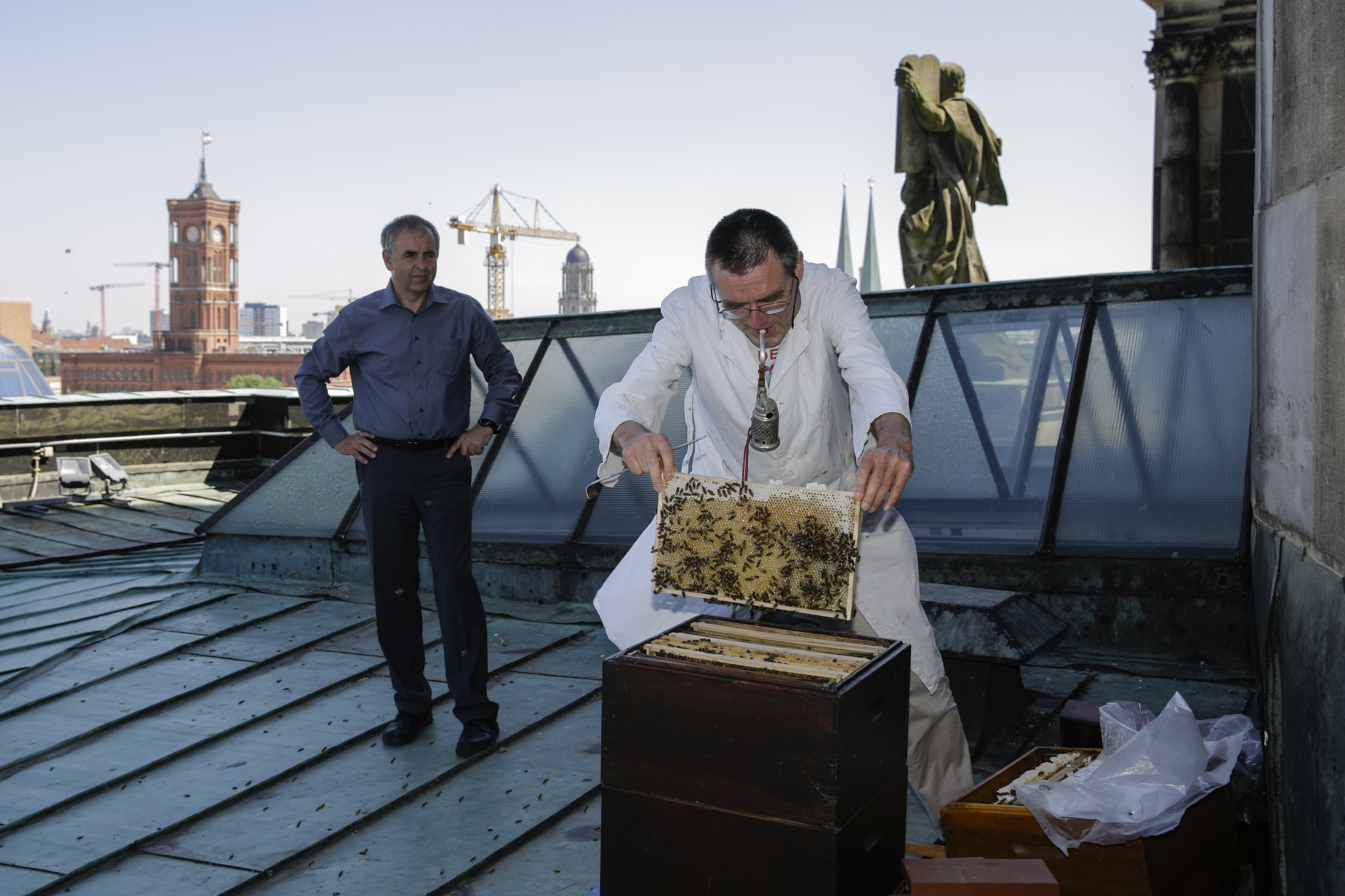 A tapasztalatlan hobbitartóktól elszabadult, kóbor méhrajok garázdálkodnak Berlinben