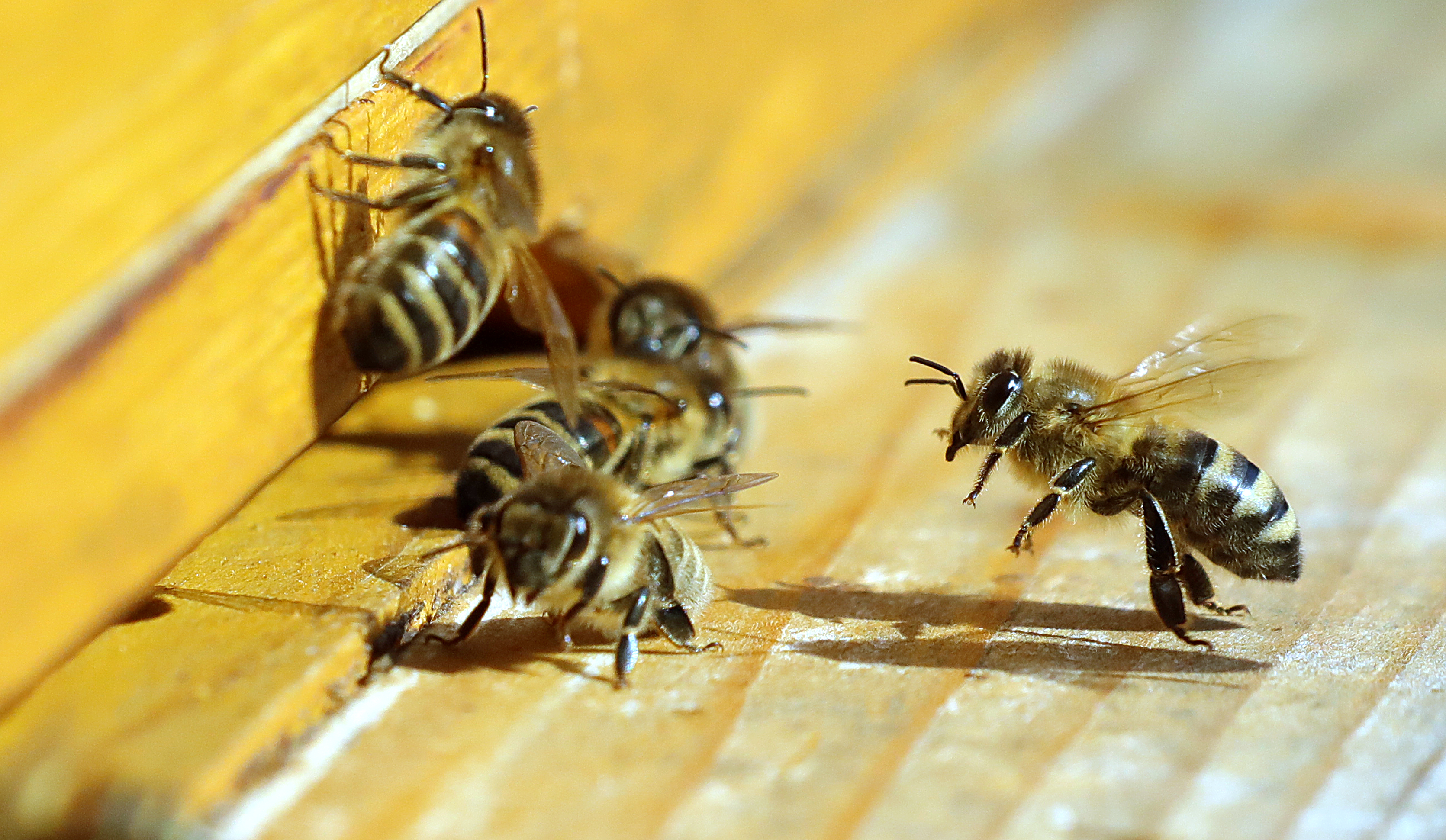 A méhek sokkal fokozottabb védelmét követeli az Európai Parlament