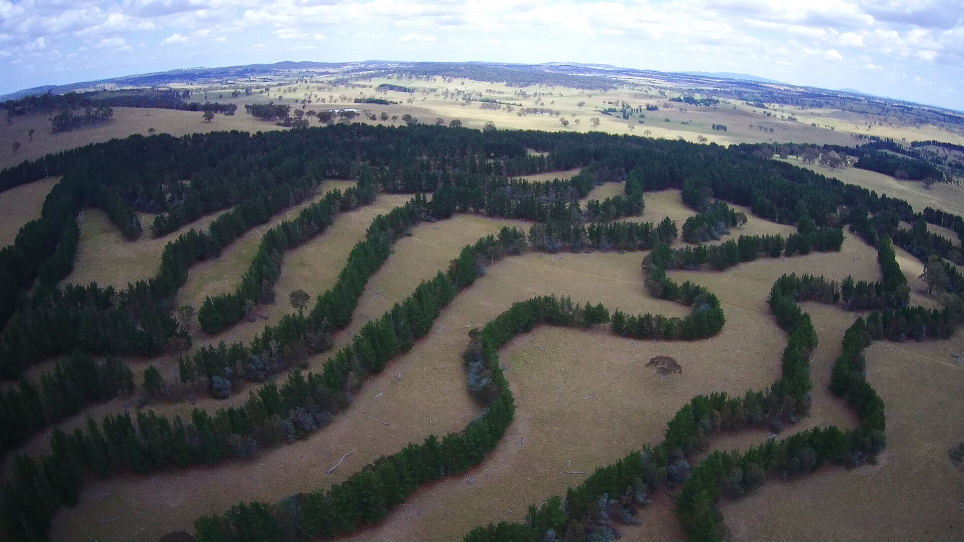 Agrárerdészet: az új faültetési direktíva