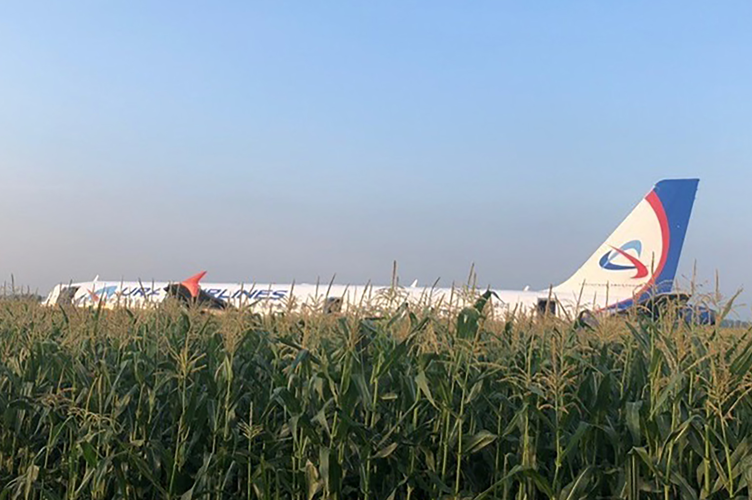 Az Ural Airlines A321-ese behúzott futóművel, kikapcsolt hajtóművekkel landolt egy kukoricásban Moszkva közelében.