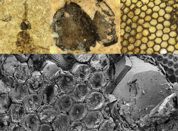 Az 54 millió éves összetett szem lenyomata és elektronmikroszkópos nagyítása