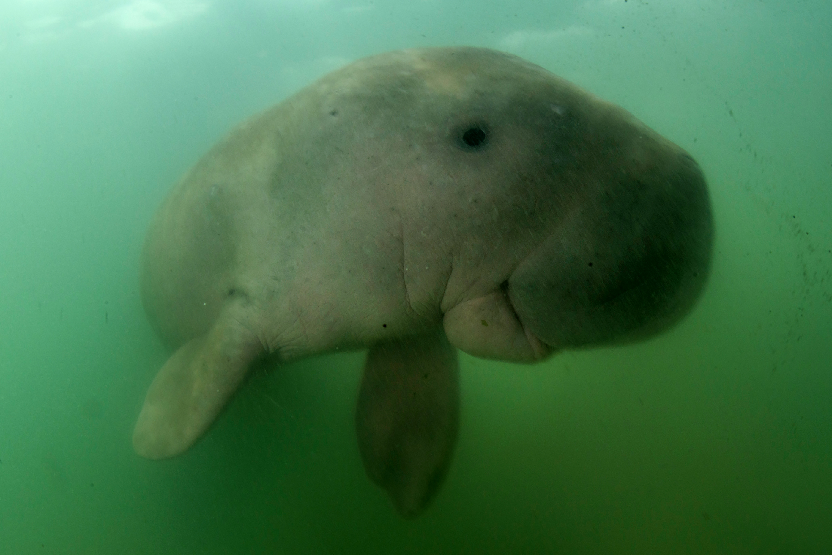 Műanyagot evett és meghalt az ifjú dugong (Dugong dugon) 