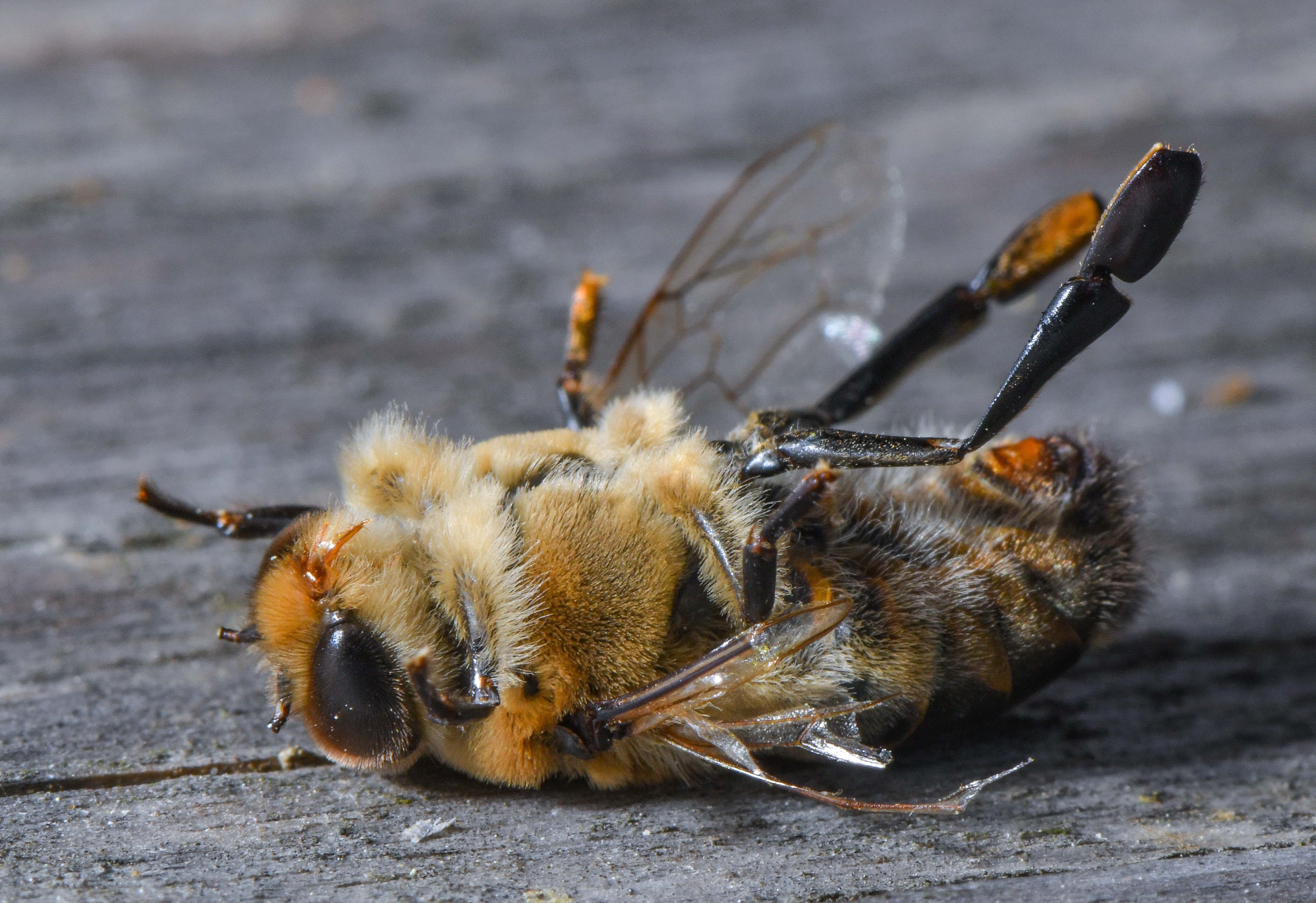 Félmilliárd mézelő méh pusztult el Brazíliában az elmúlt három hónapban