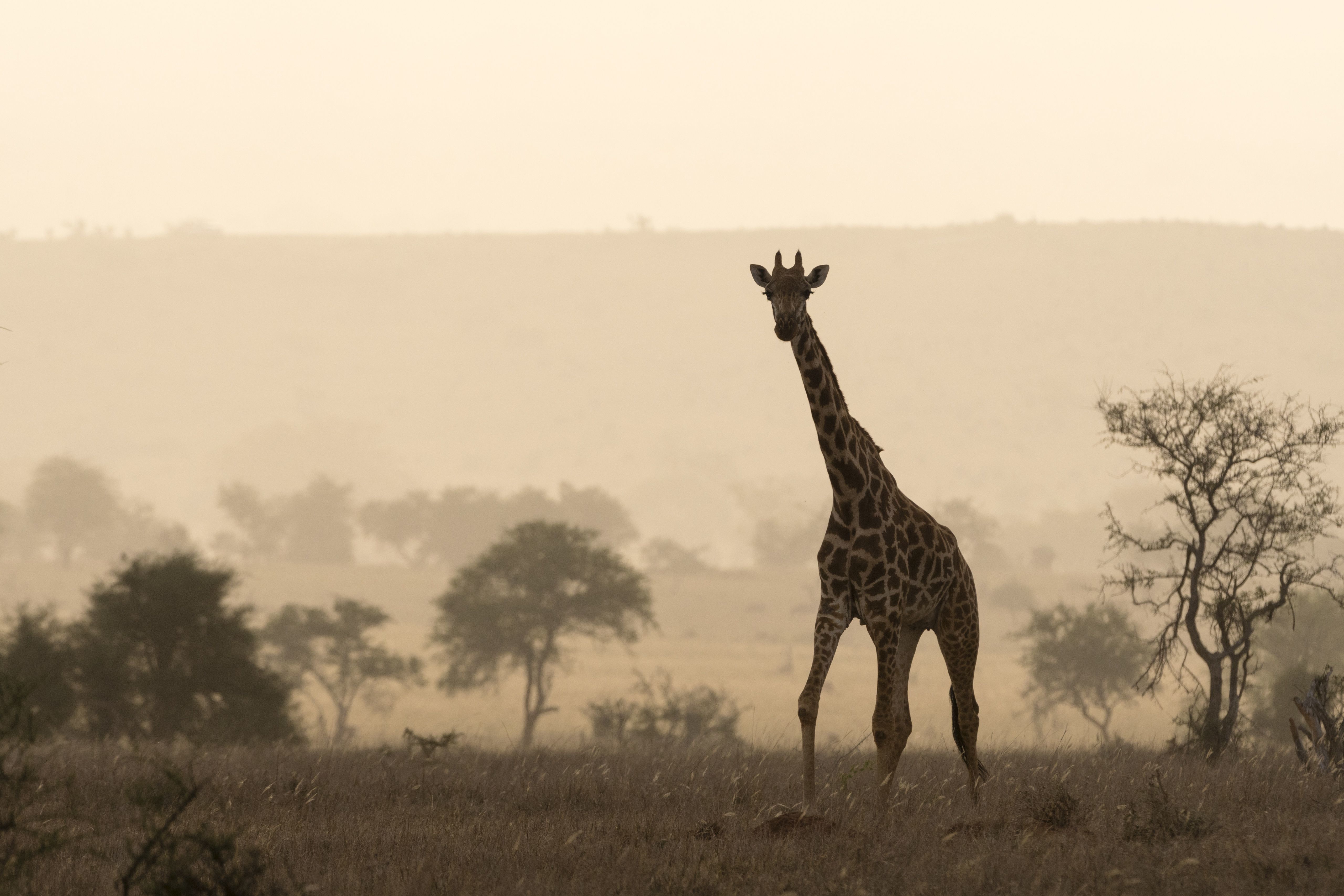 Maszáj zsiráf (Giraffa camelopardalis tippelskirchii) a kenyai Tsavo Nemzeti Parkban