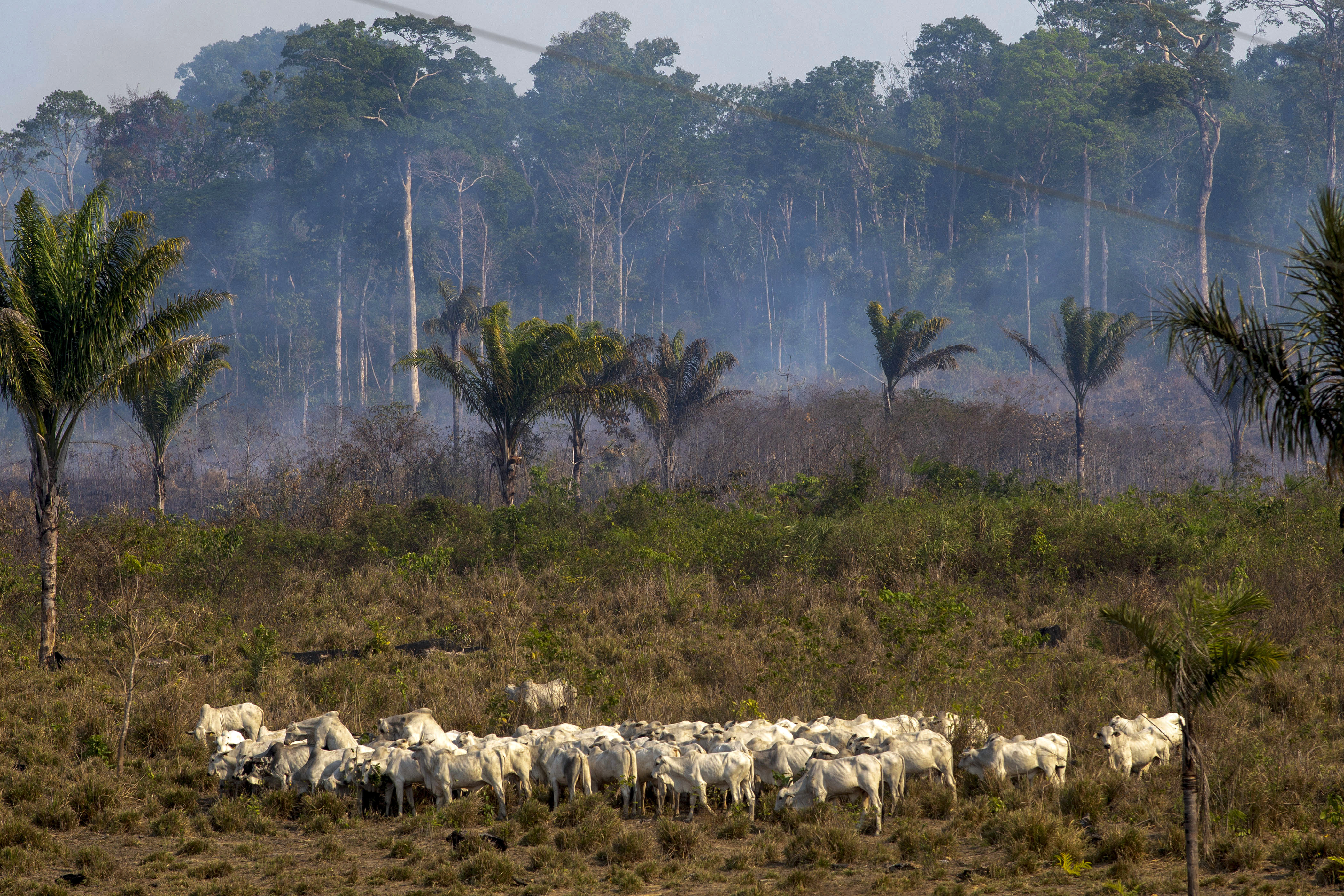 Marhák az Amazonas őserdő egy leégett része mellett Brazíliában.