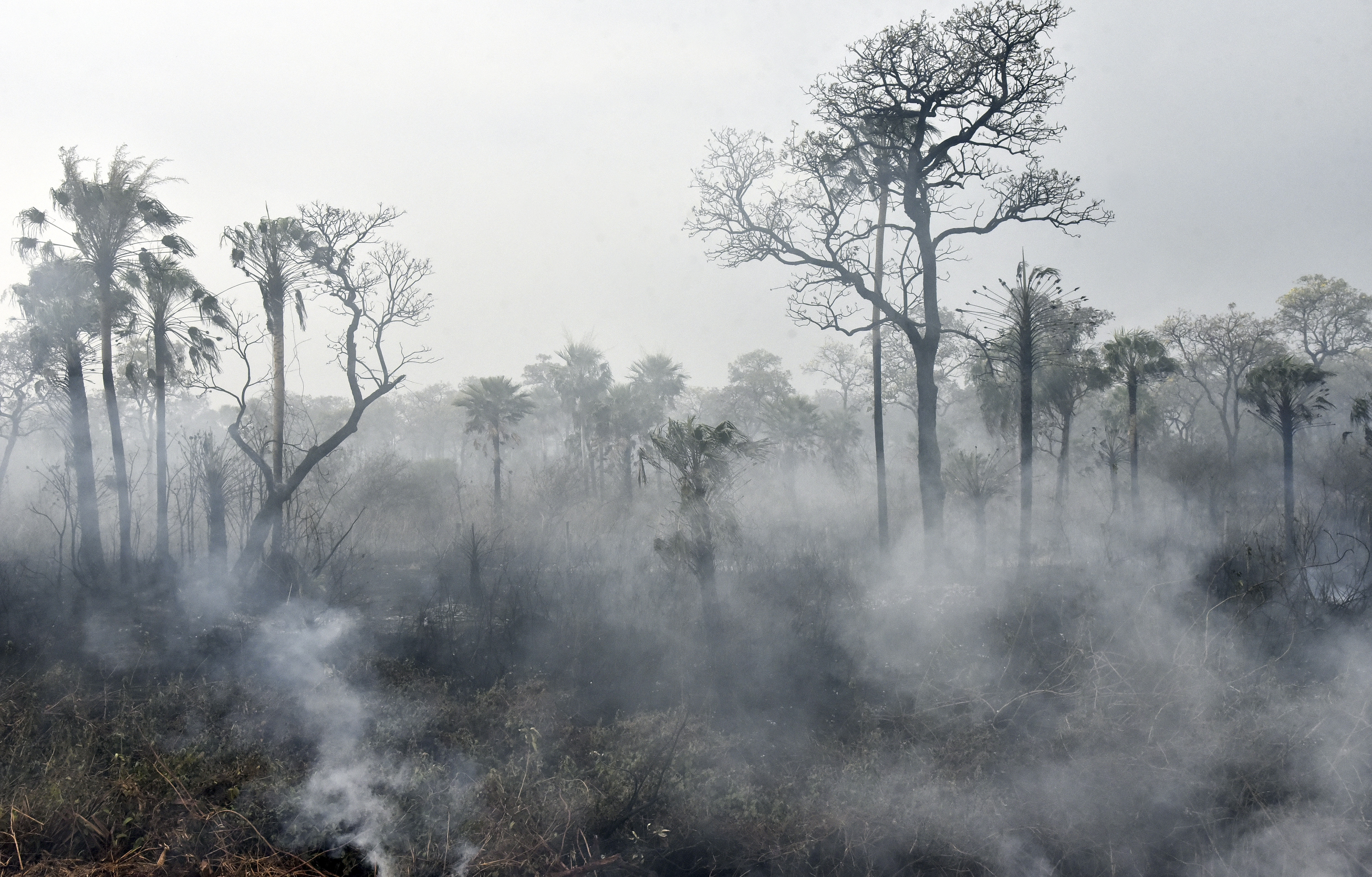Tavaly óta megháromszorozódtak az erdőtüzek Pantanalban, a világ legnagyobb trópusi mocsárvilágában
