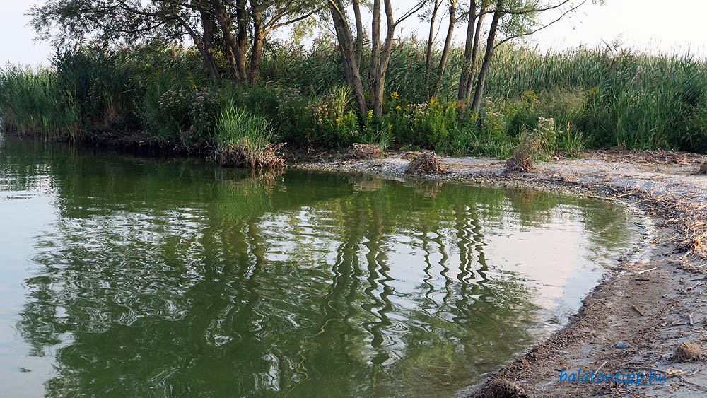 Cianobaktérium: titokban olyan durva algainvázió árasztotta el a Balatont, hogy majdnem be kellett tiltani a fürdést