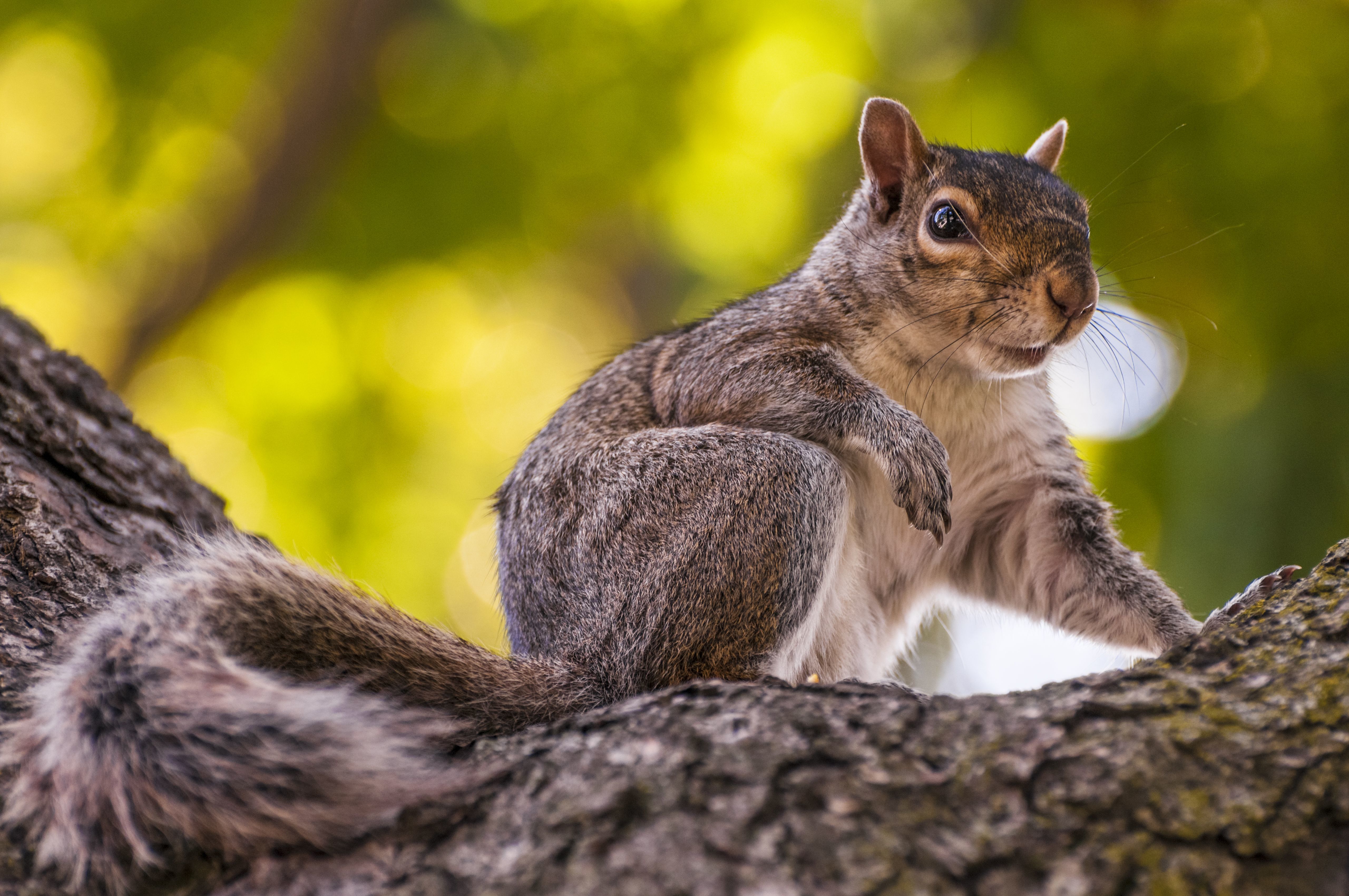 A mókusok tudnak madárul, és kifülelik, hogy tiszta-e a levegő