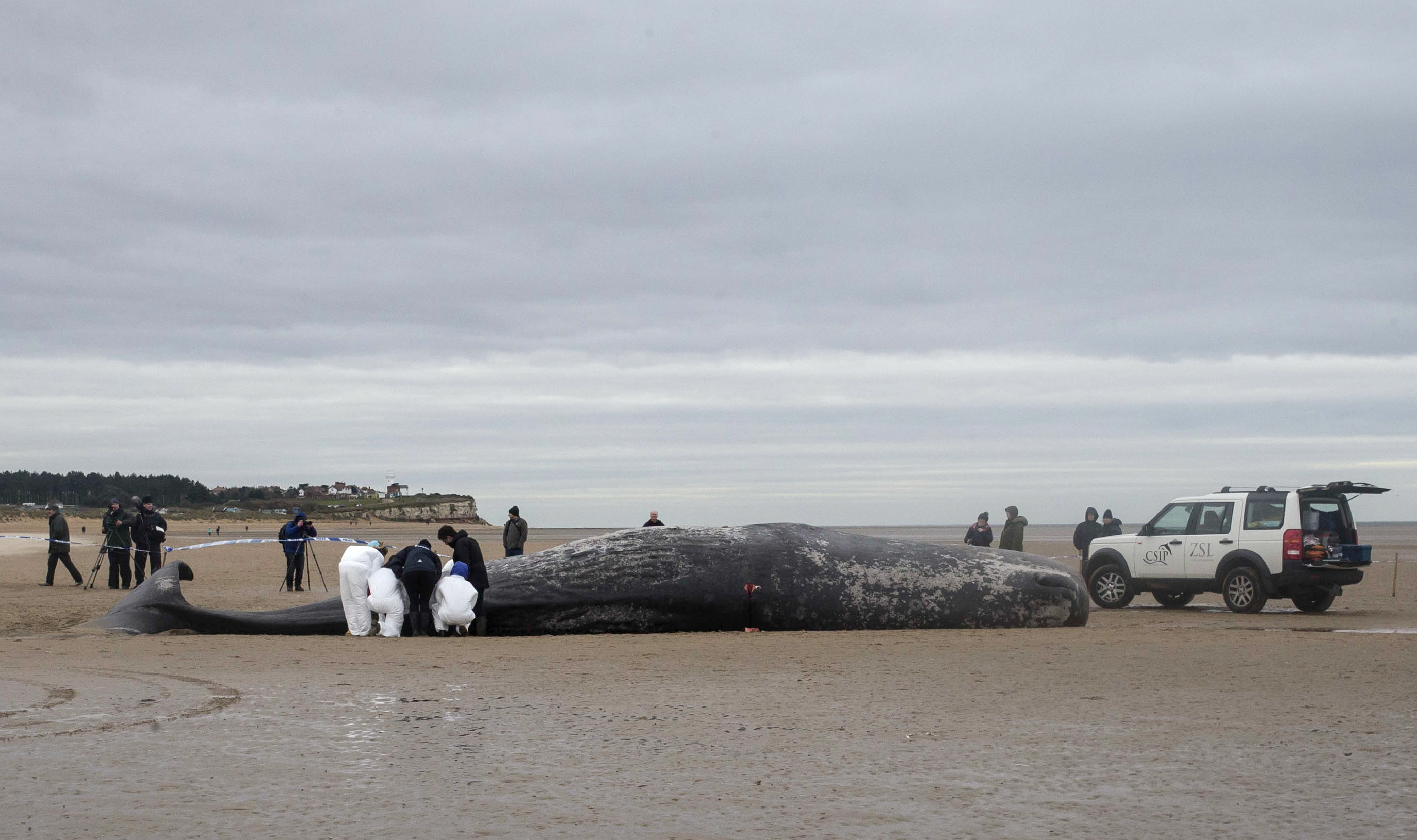 A tengeri szemét és a halászhajók gyilkolják a bálnákat Anglia partjainál